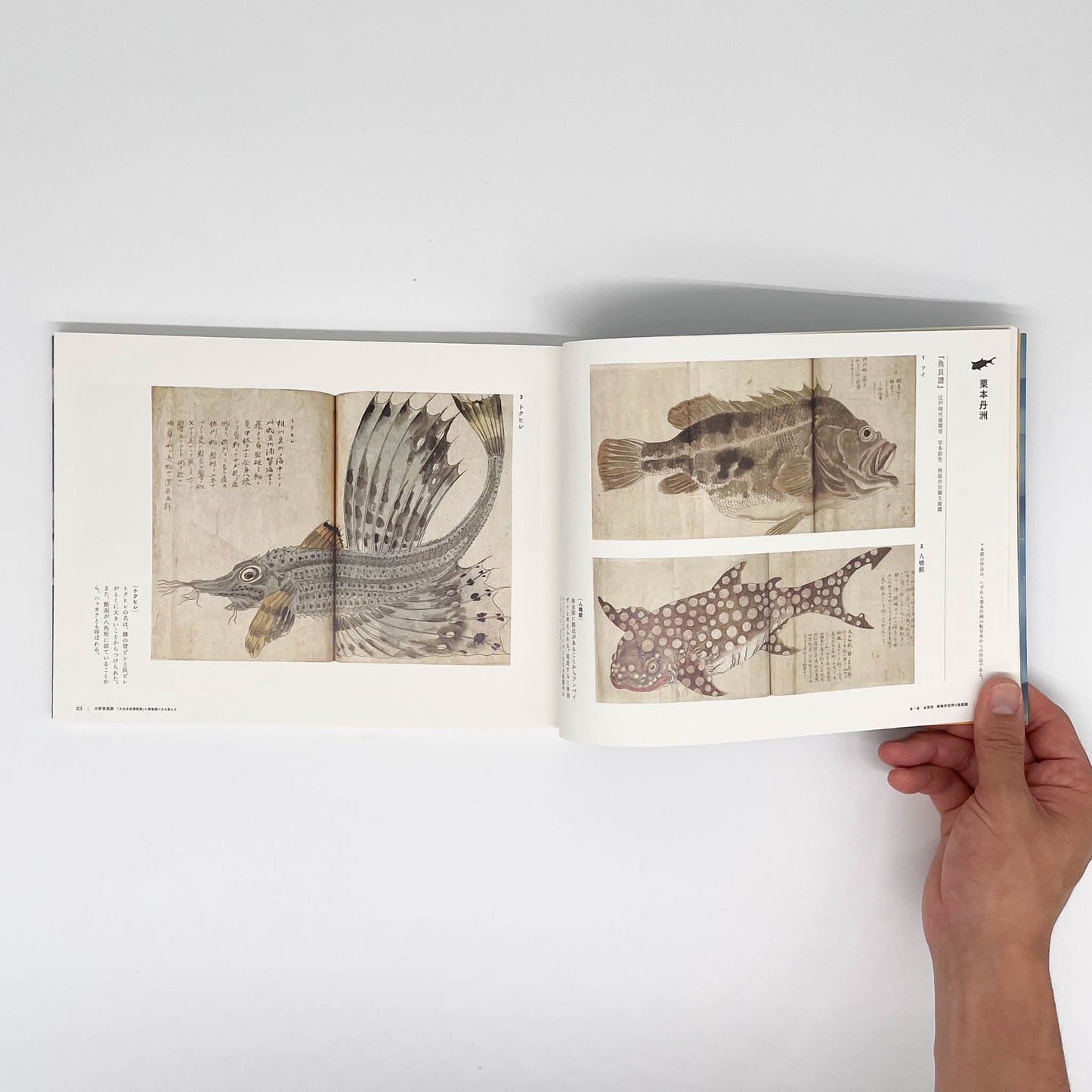 大野麥風展 「大日本魚類画集」と博物画にみる魚たち 東京ステーションギャラリー