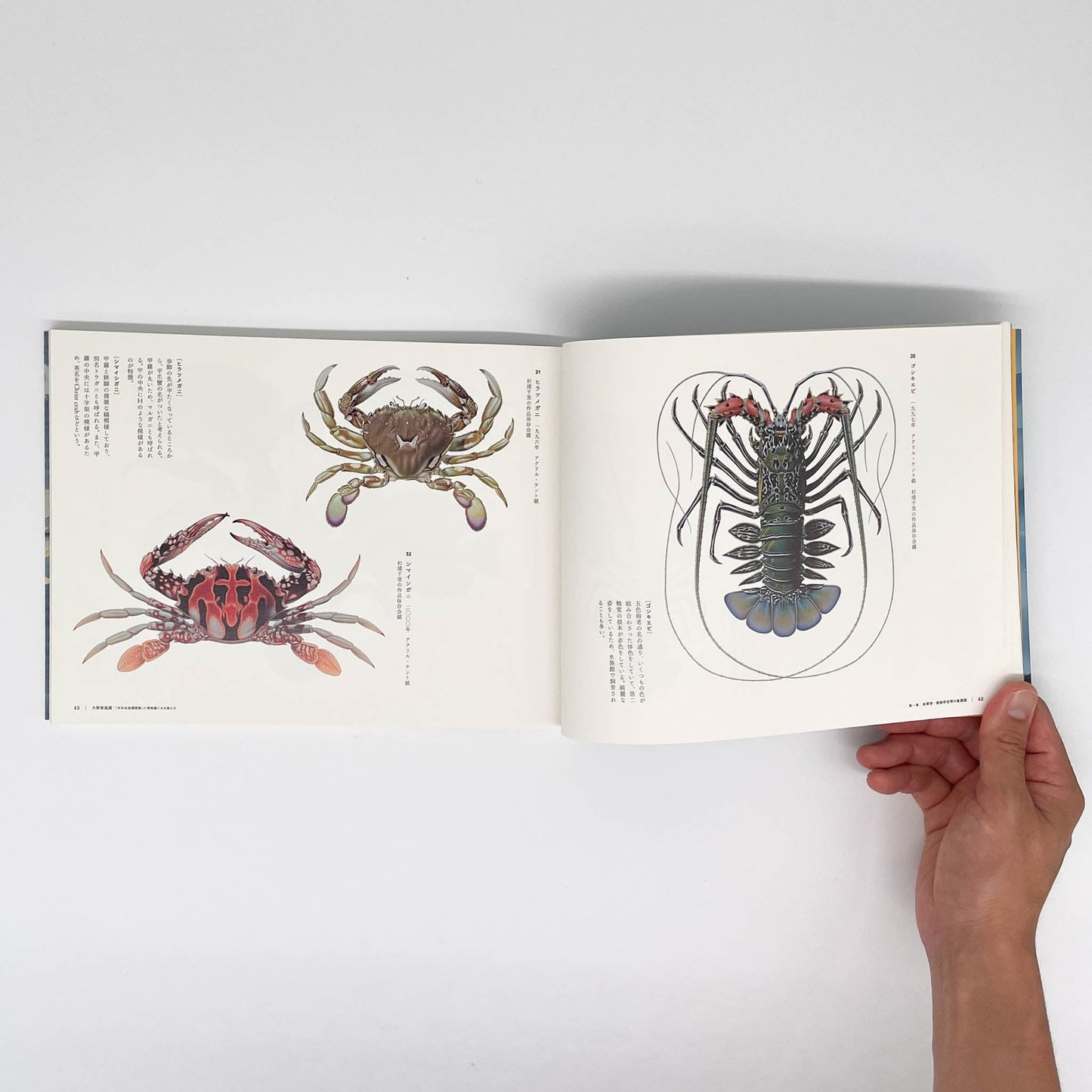 大野麥風展 「大日本魚類画集」と博物画にみる魚たち 東京ステーションギャラリー
