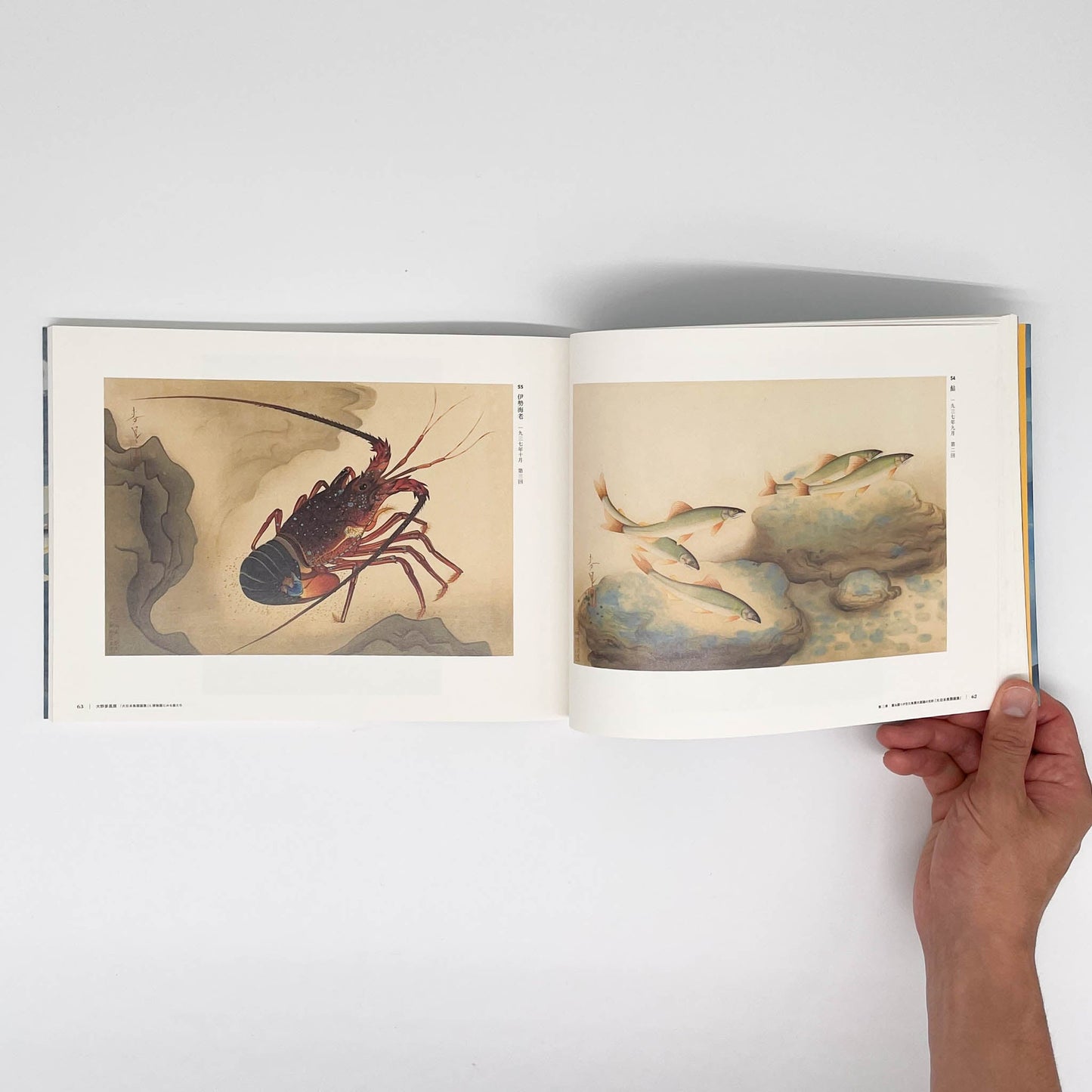 大野麥風展 「大日本魚類画集」と博物画にみる魚たち 東京ステーションギャラリー