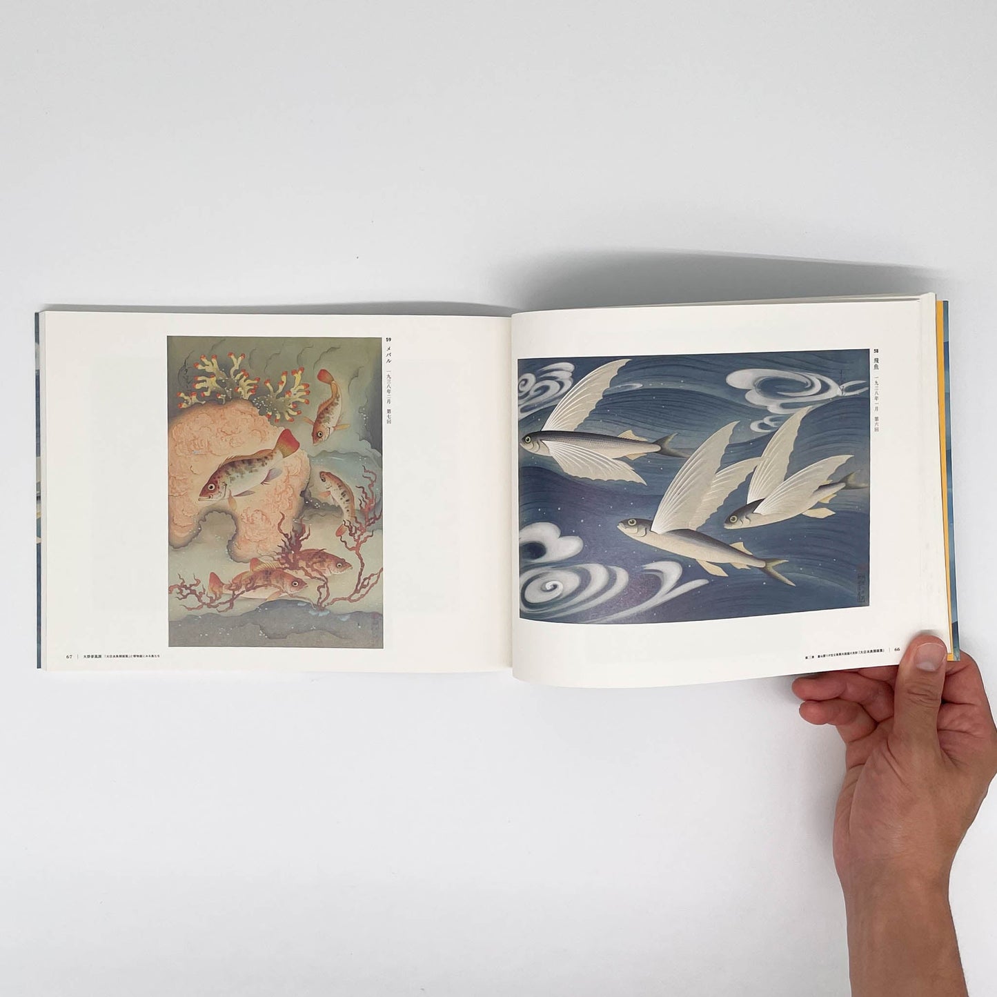 大野麥風展 「大日本魚類画集」と博物画にみる魚たち 東京ステーションギャラリー