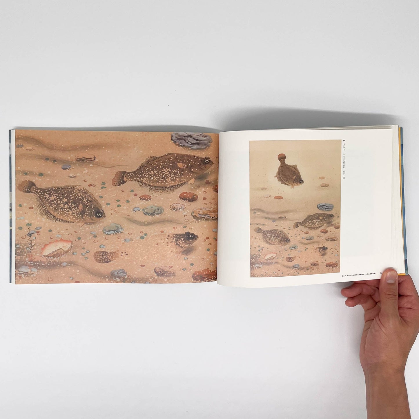 大野麥風展 「大日本魚類画集」と博物画にみる魚たち 東京ステーションギャラリー