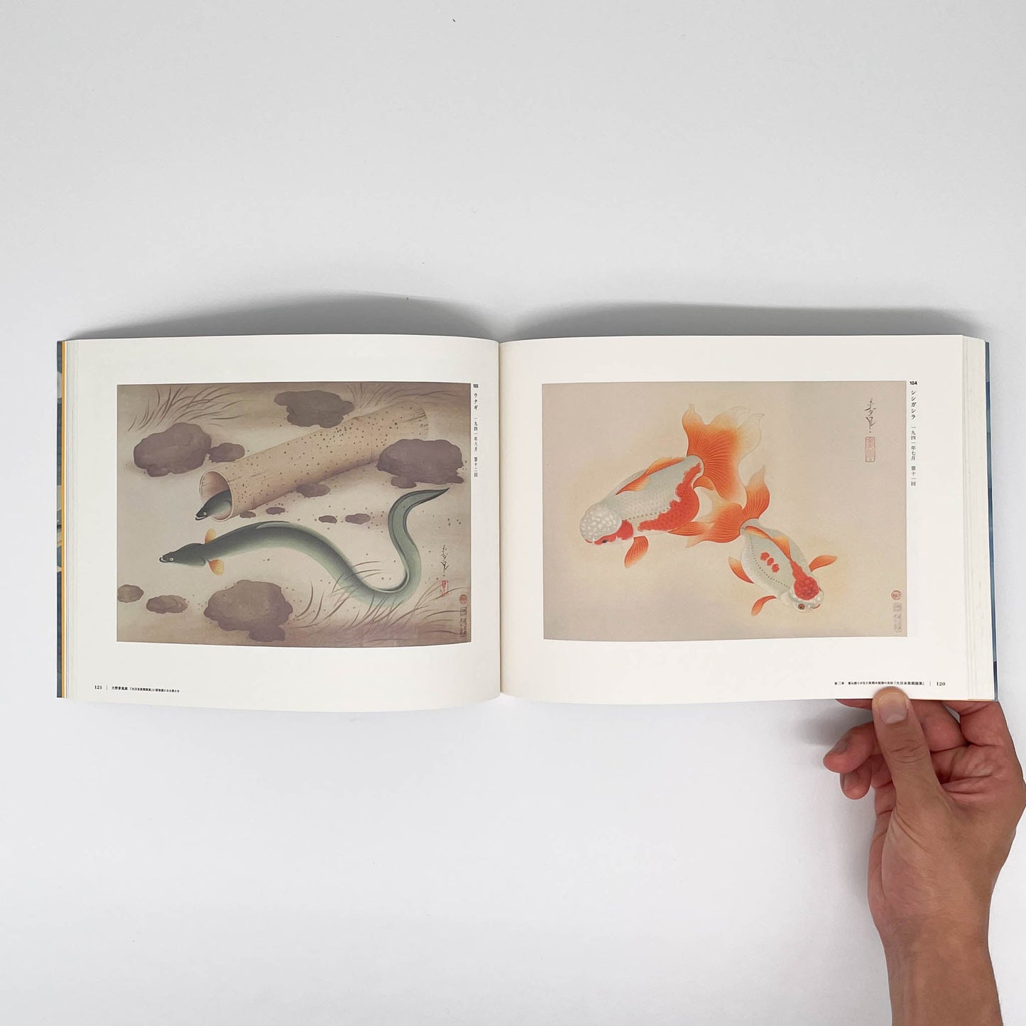 大野麥風展 「大日本魚類画集」と博物画にみる魚たち 東京ステーションギャラリー
