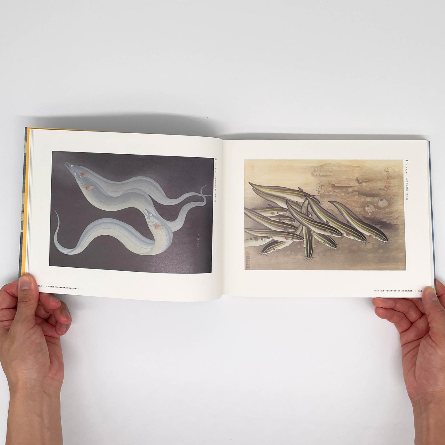 大野麥風展 「大日本魚類画集」と博物画にみる魚たち 東京ステーションギャラリー