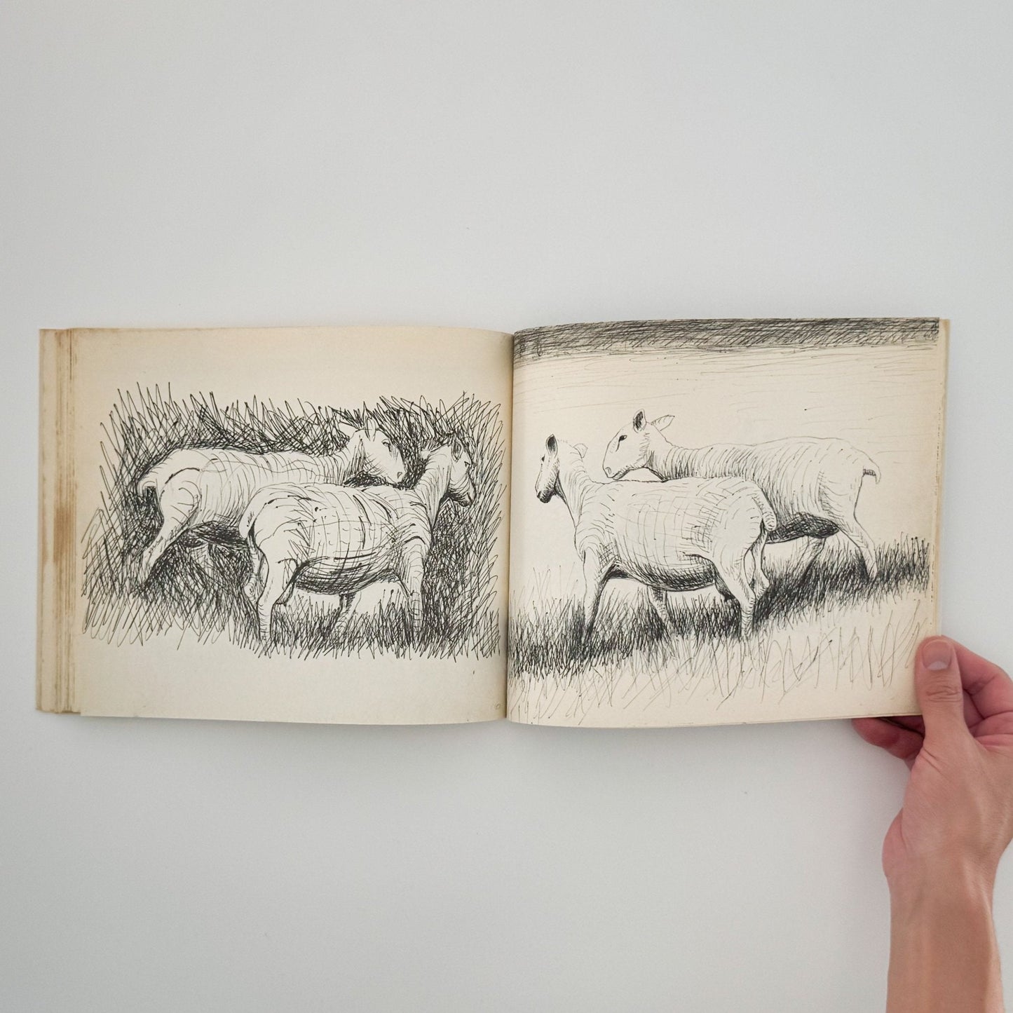 ヘンリー・ムーア 羊のスケッチブック Henry Moore's Sheep Sketchbook - 文福