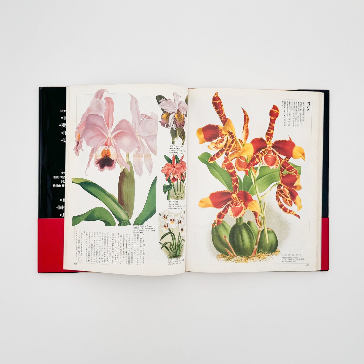 荒俣宏 花の王国1 園芸植物 平凡社