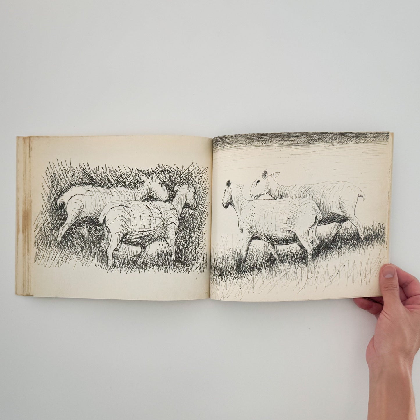 ヘンリー・ムーア 羊のスケッチブック Henry Moore's Sheep Sketchbook THAMES AND HUDSON