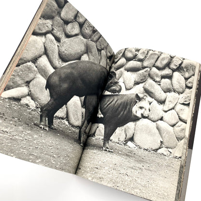 岩合徳光　交尾 - 文福