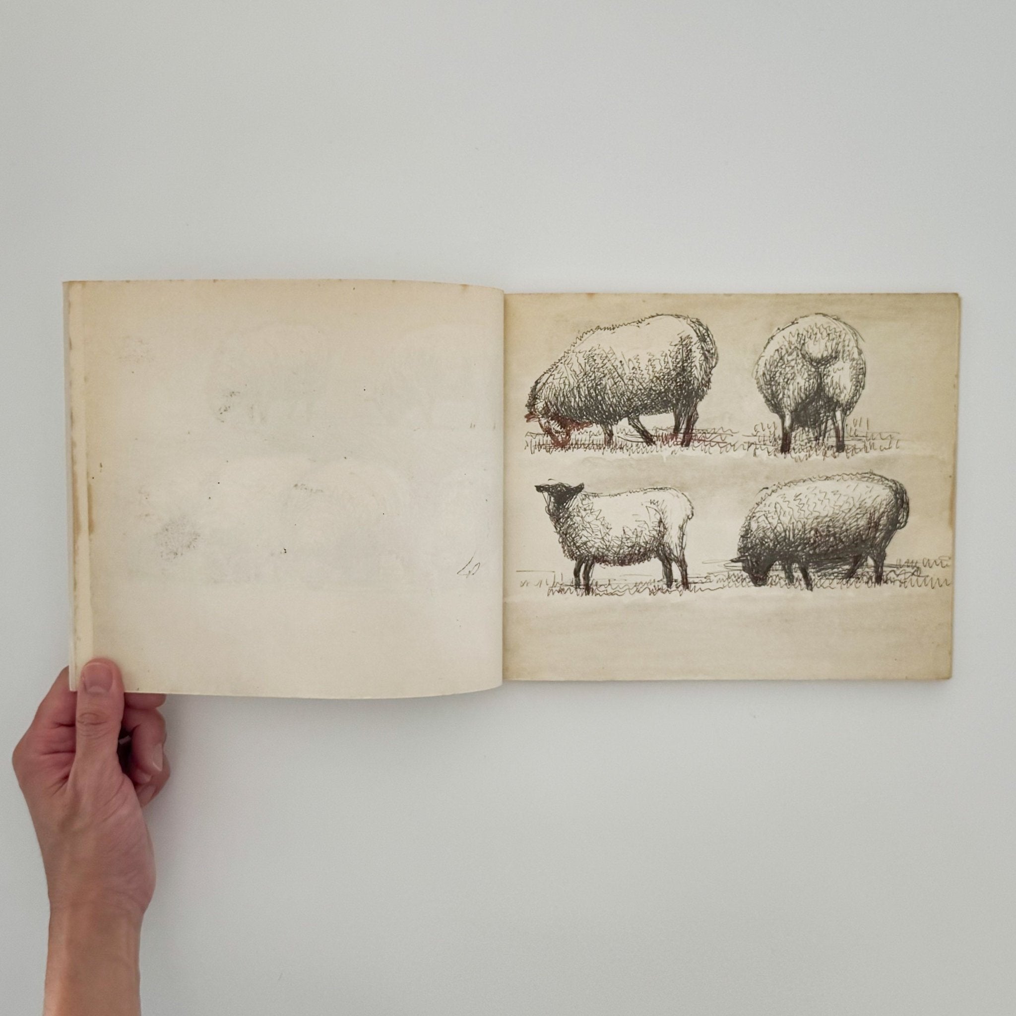 ヘンリー・ムーア 羊のスケッチブック 【Henry Moore's Sheep