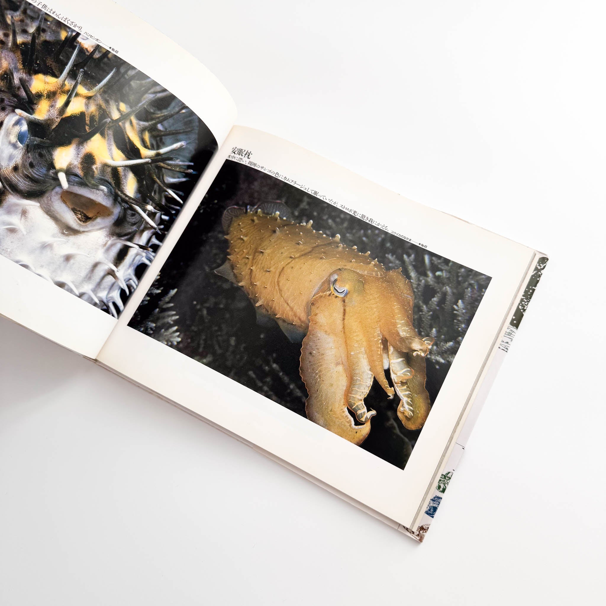 中村征夫写真集 海中顔面博覧会（サイン・イラスト入り） – 文福