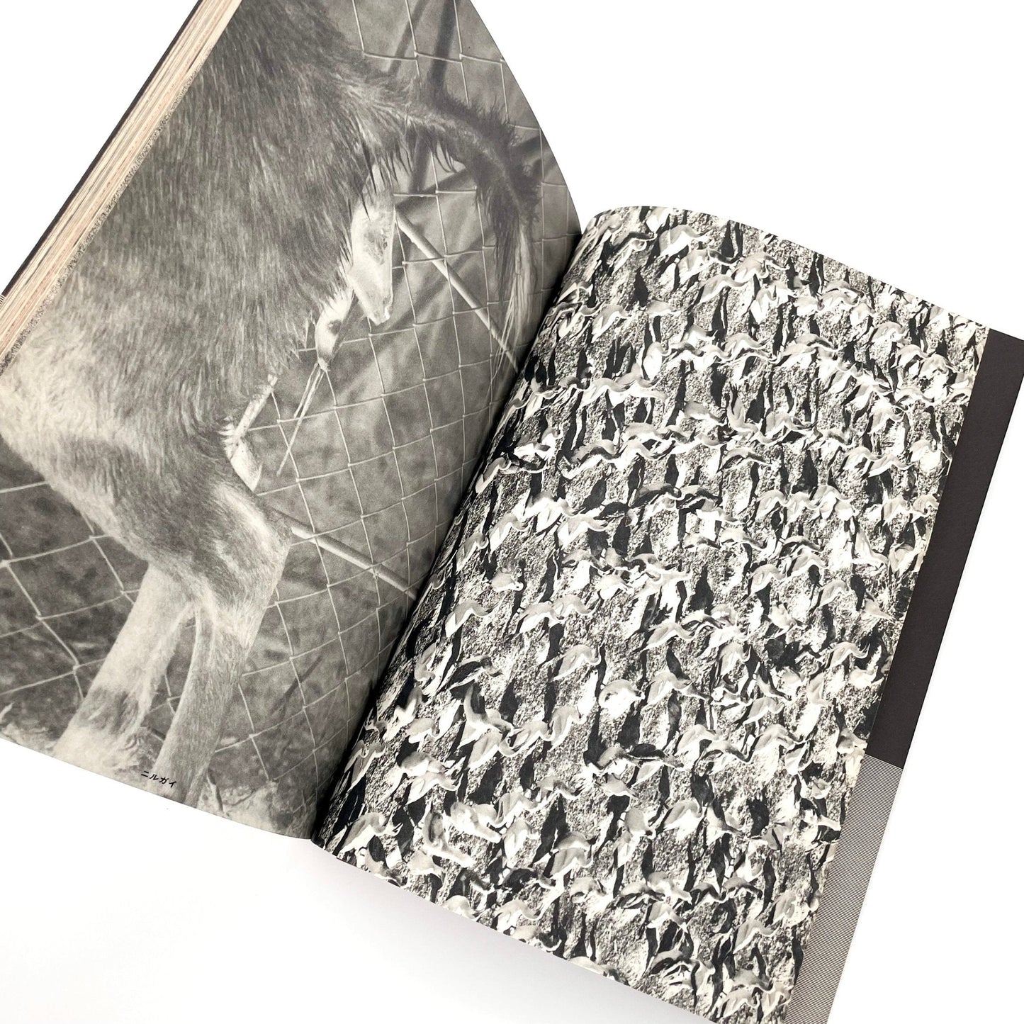 岩合徳光 交尾 -ノーベル書房- 文福