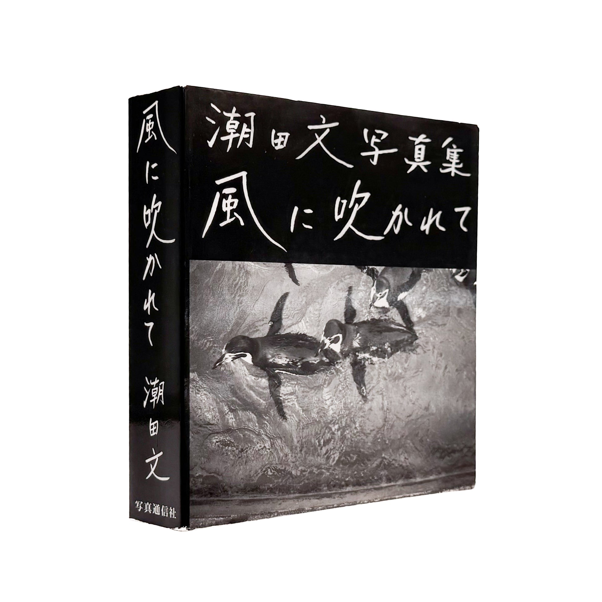 潮田文 : 風に吹かれて｜写真通信社 - 文福 BUNBUKU