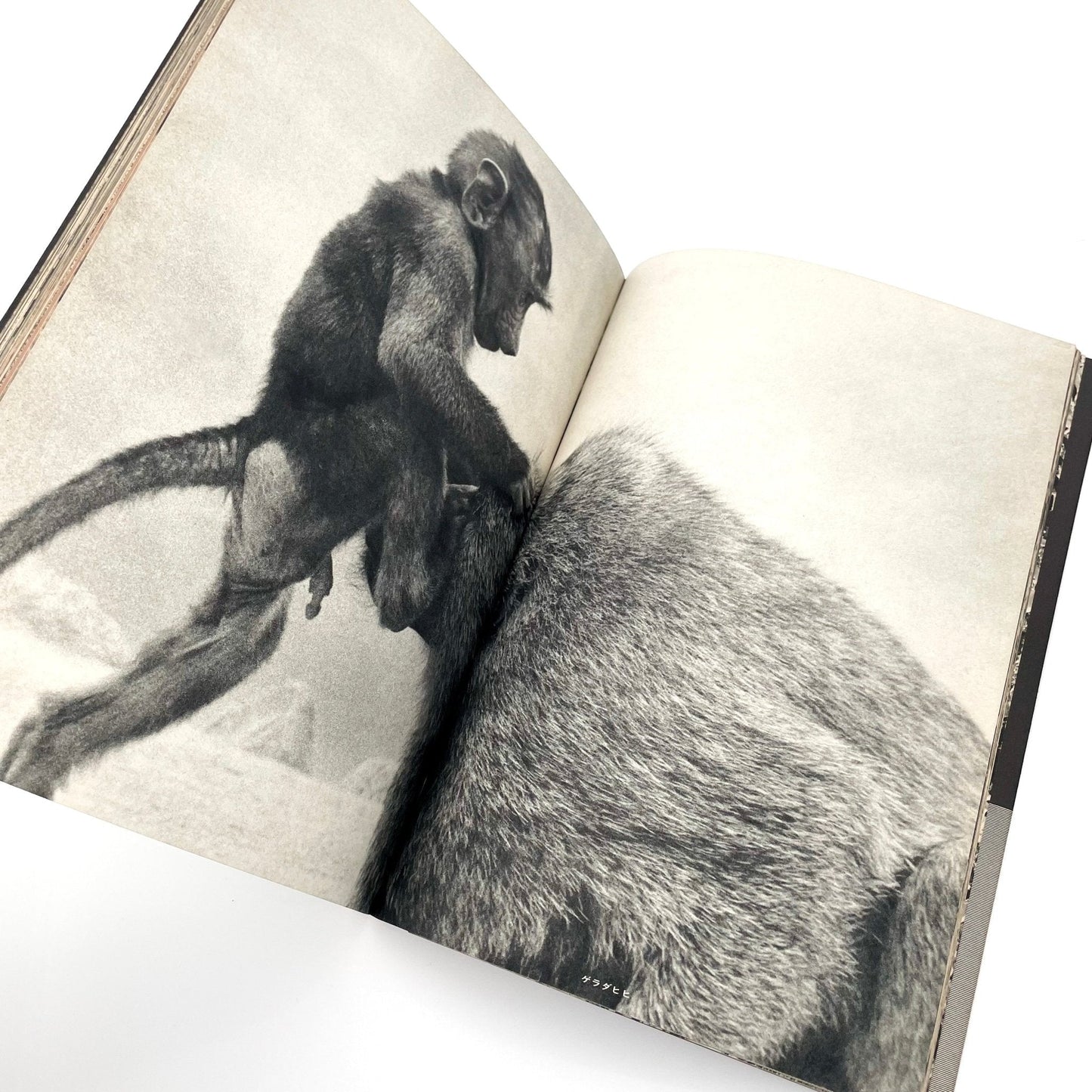 岩合徳光　交尾 - 文福