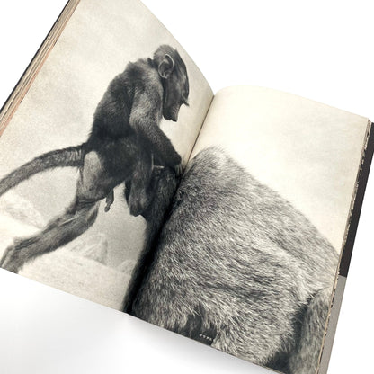 岩合徳光　交尾 - 文福