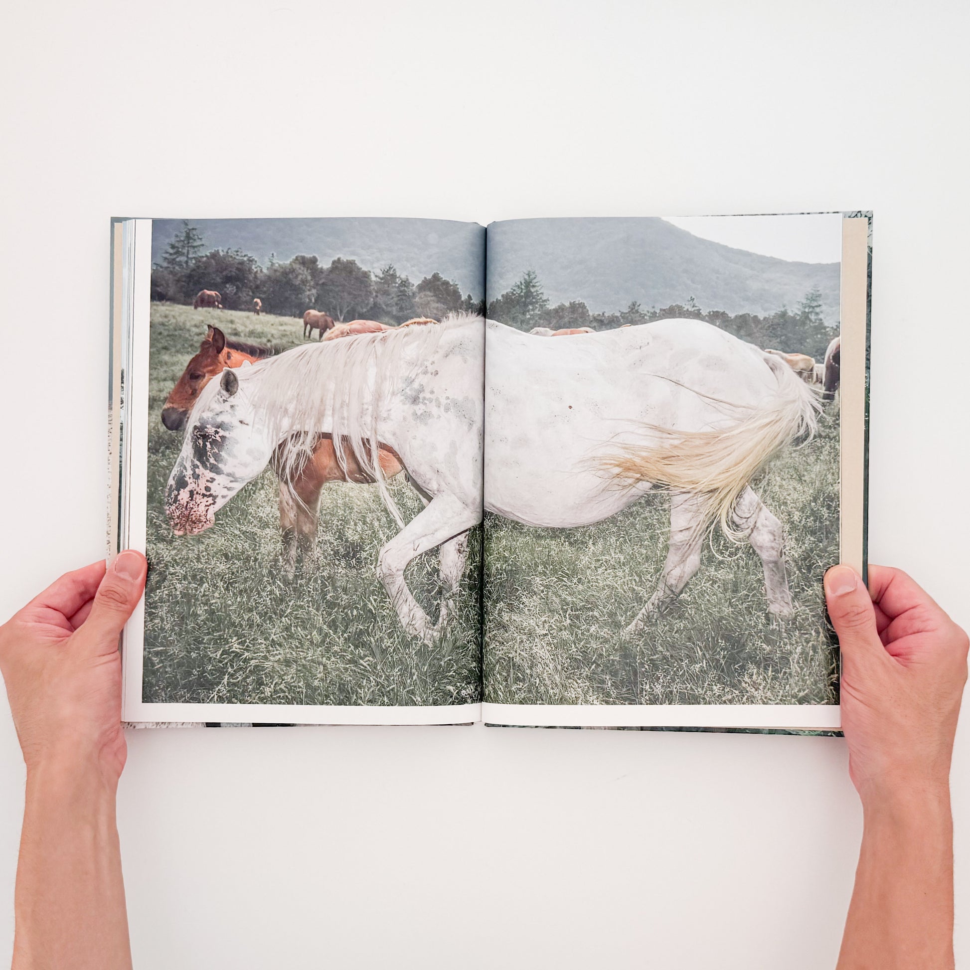 遠藤文香: ENDO Ayaka『Pneuma』roshin books刊行、遠野の馬と風景を撮影した写真集