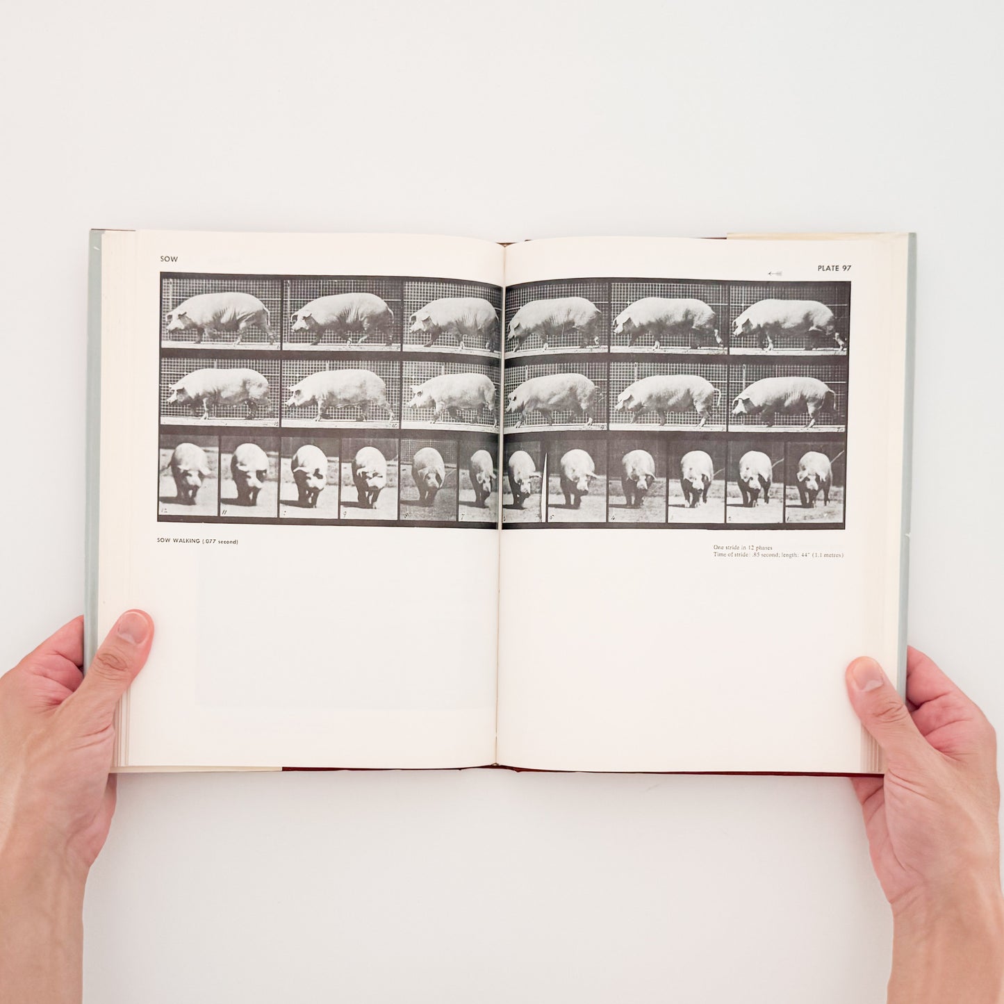 Eadweard Muybridge : Animals in Motion , The Human Figure in Motion｜DOVER - 文福
