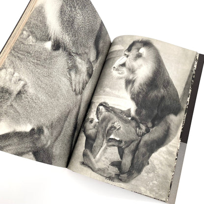 岩合徳光 交尾 -ノーベル書房- 文福