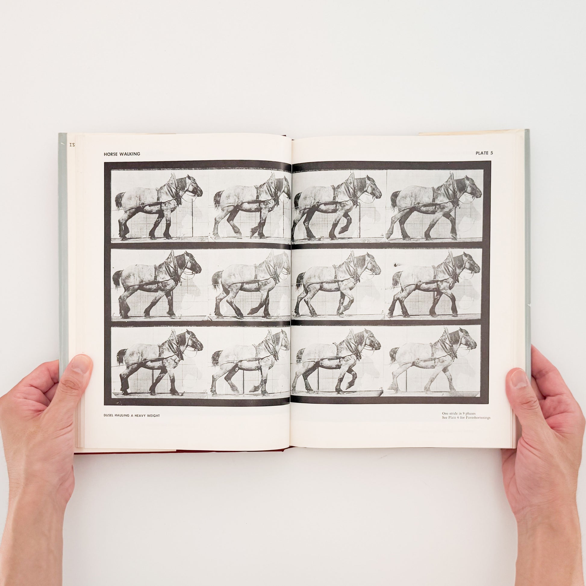 Eadweard Muybridge : Animals in Motion , The Human Figure in Motion｜DOVER - 文福