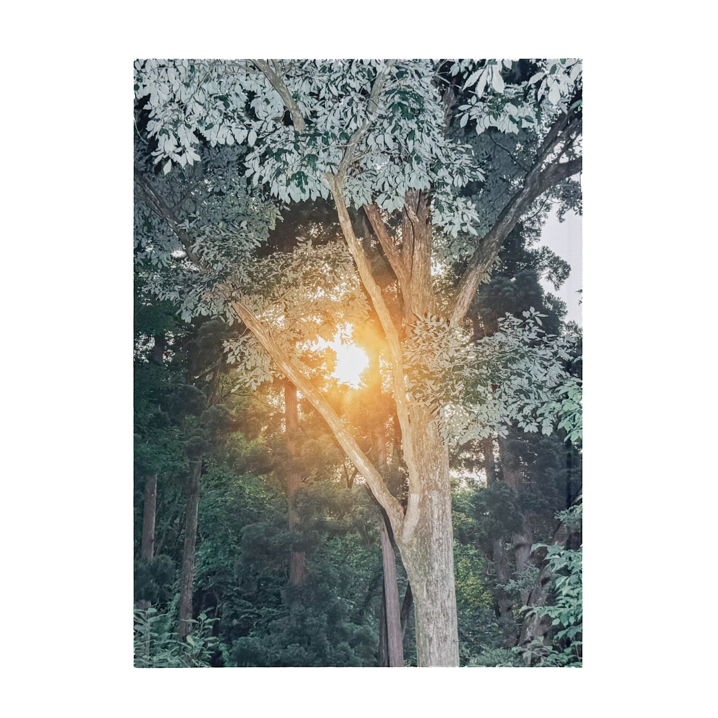 遠藤文香: ENDO Ayaka『Pneuma』roshin books刊行、遠野の馬と風景を撮影したサイン入り写真集