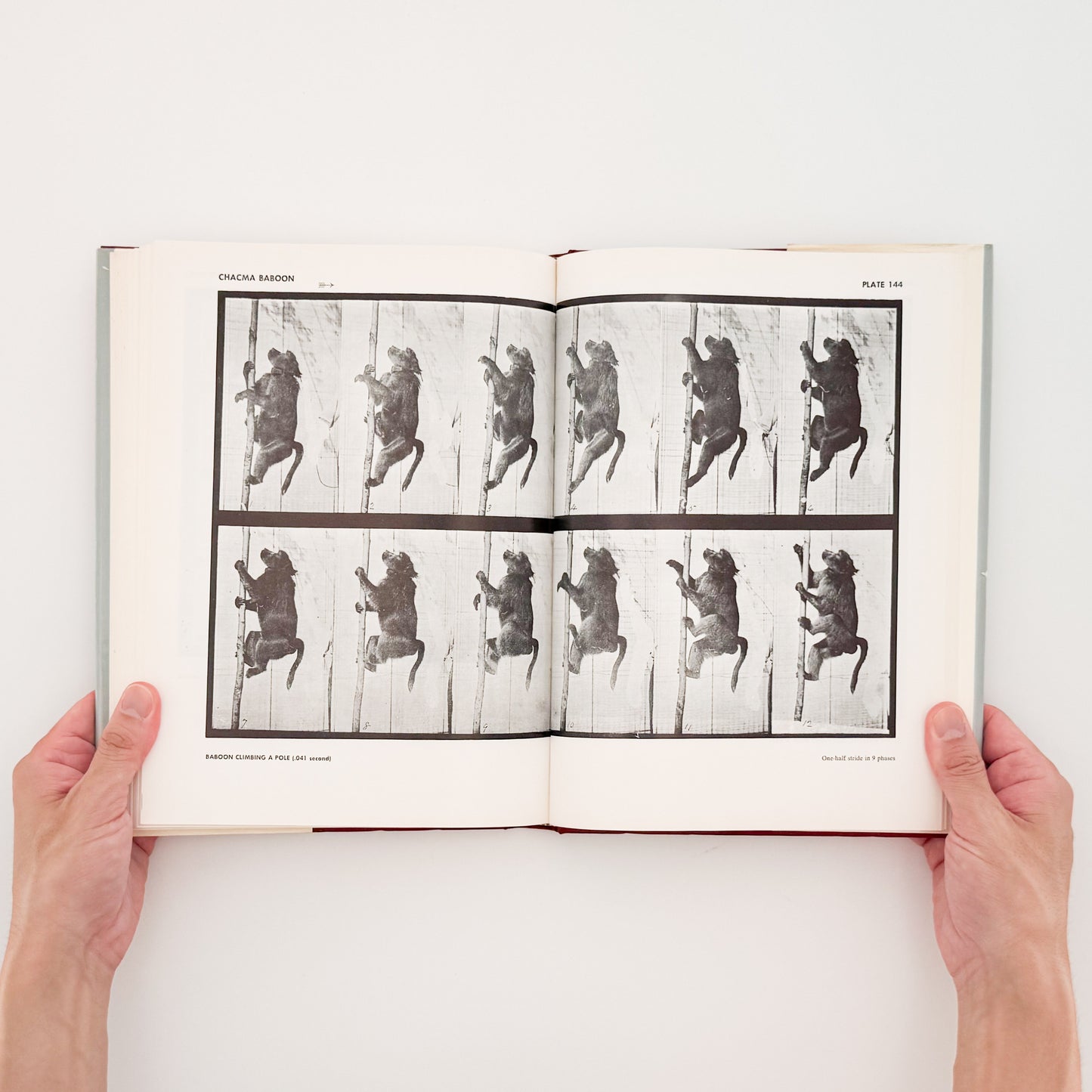 Eadweard Muybridge : Animals in Motion , The Human Figure in Motion｜DOVER - 文福