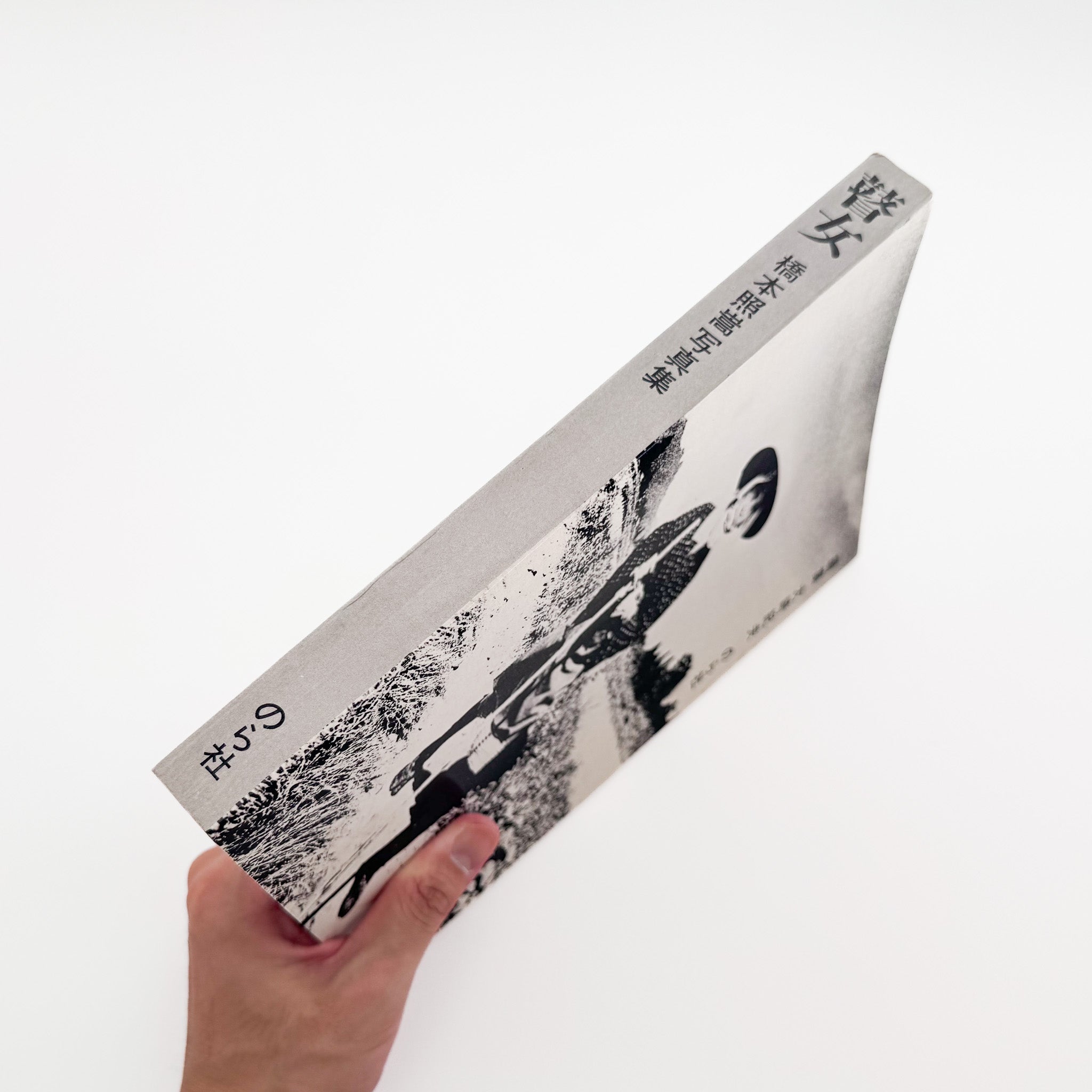 陶器　唐津　絵唐津　蓮見重義　平鉢　5枚 松文　未使用品 陶器 唐津 絵唐津 蓮見重義 平鉢 5枚 松文 未使用品 陶器 唐津 絵