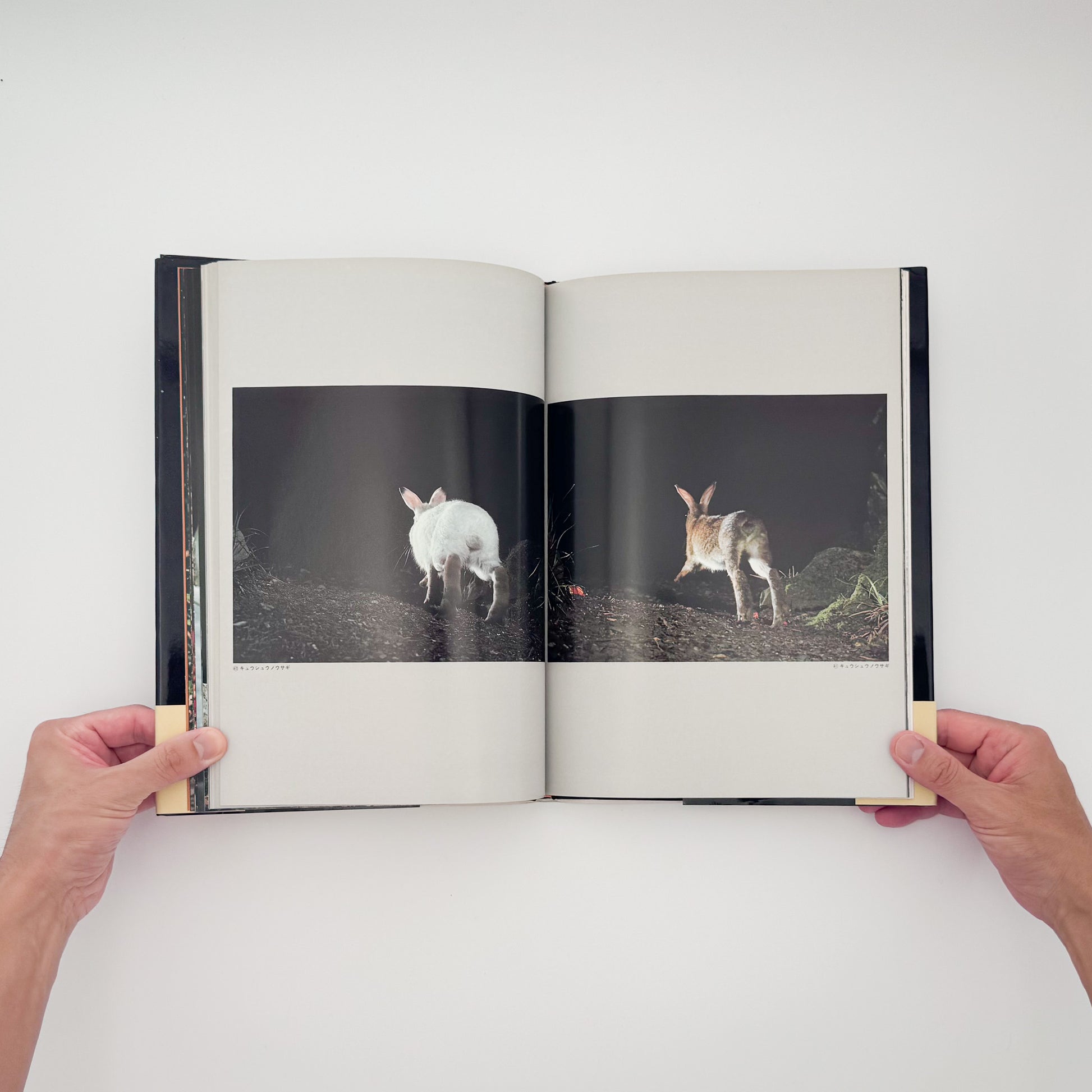 宮崎学『けもの道 Animal Paths』。中央アルプスの山中に自動撮影装置を設置し、野生動物の営みを記録した1979年共立出版刊・初版写真集。