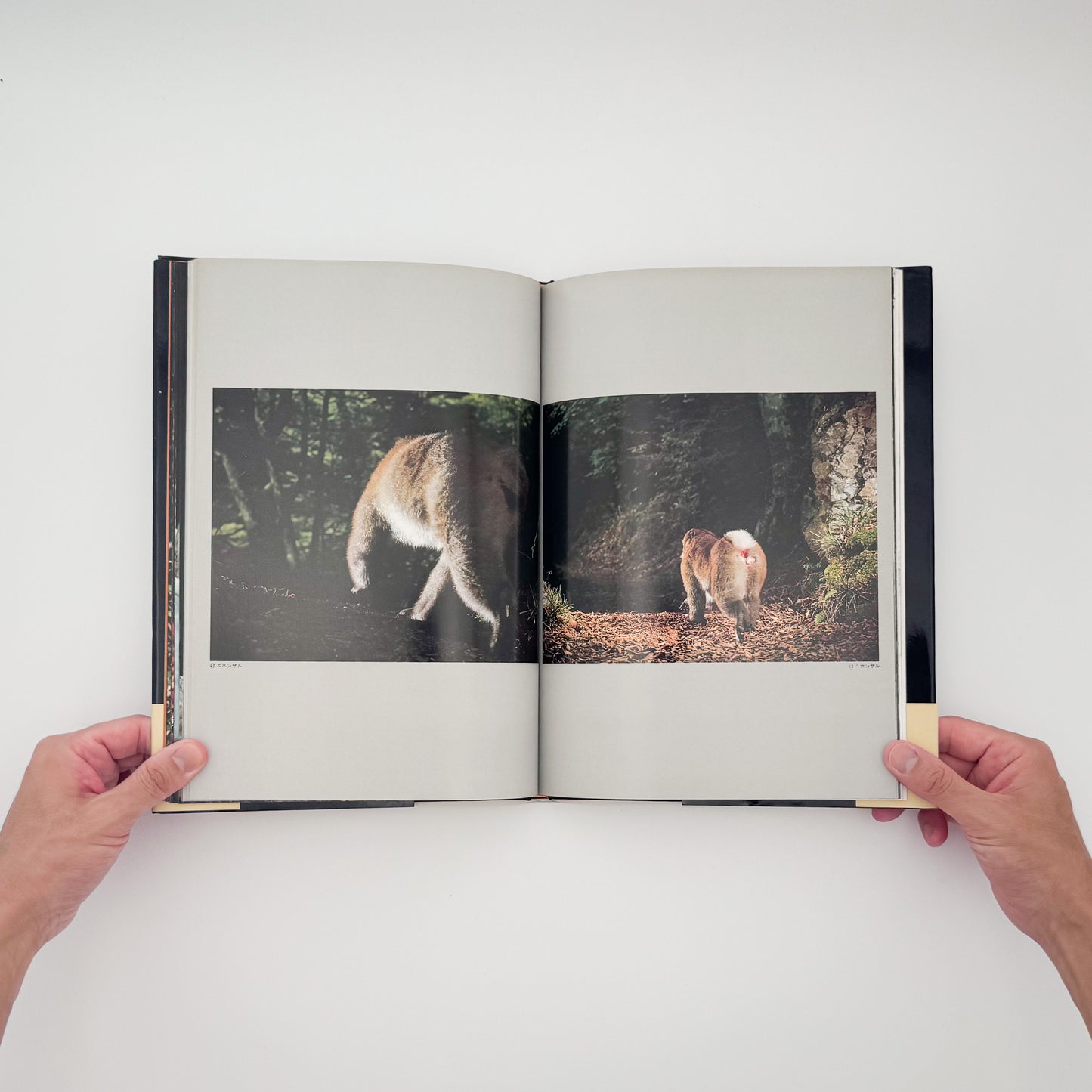 宮崎学『けもの道 Animal Paths』。中央アルプスの山中に自動撮影装置を設置し、野生動物の営みを記録した1979年共立出版刊・初版写真集。