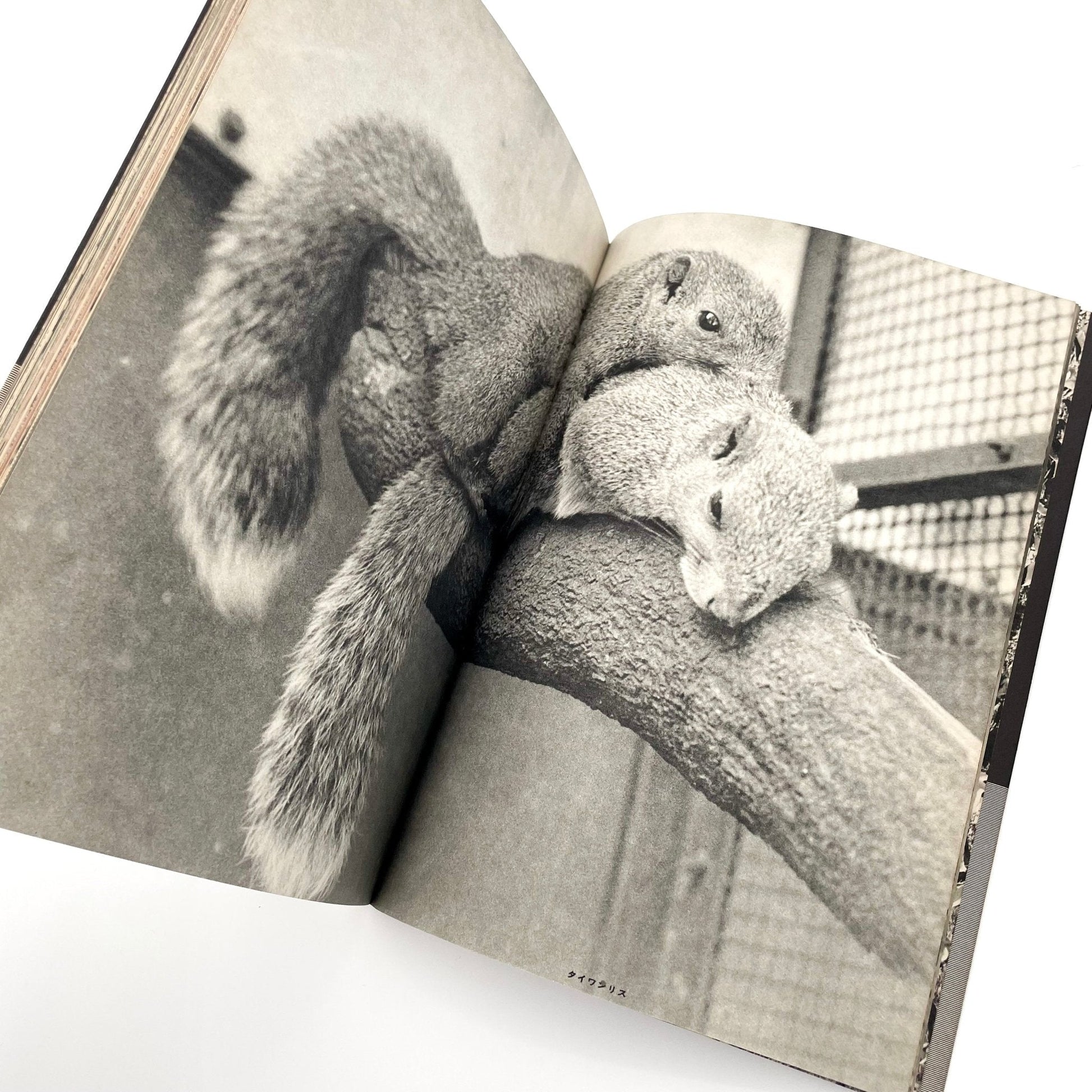 岩合徳光　交尾 - 文福