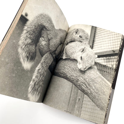 岩合徳光　交尾 - 文福