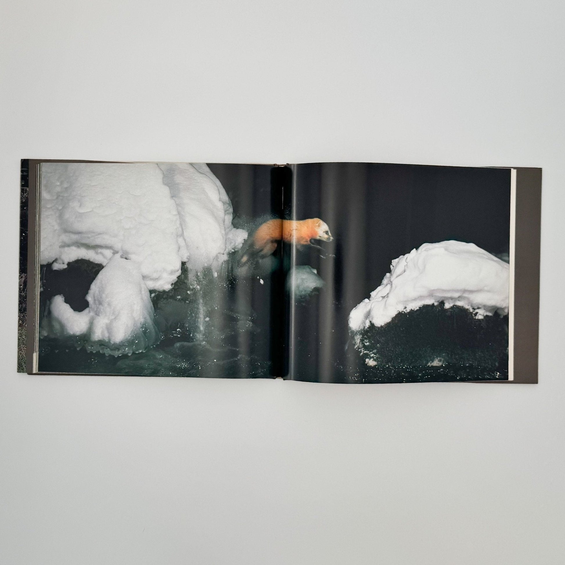 宮崎学　けもの道の四季 - 平凡社 - 文福