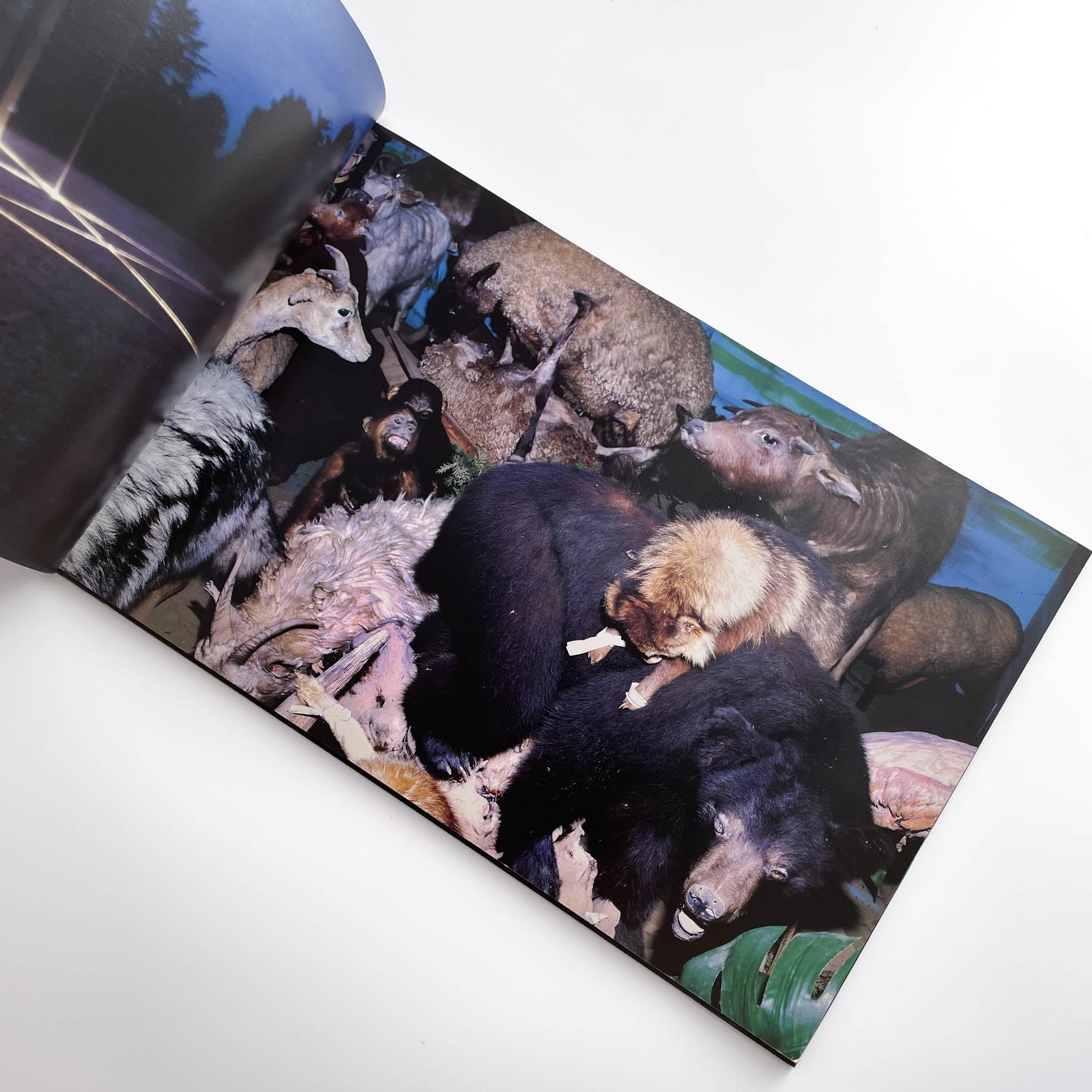志賀理江子写真集 カナリア Lieko Shiga: Canary – 文福