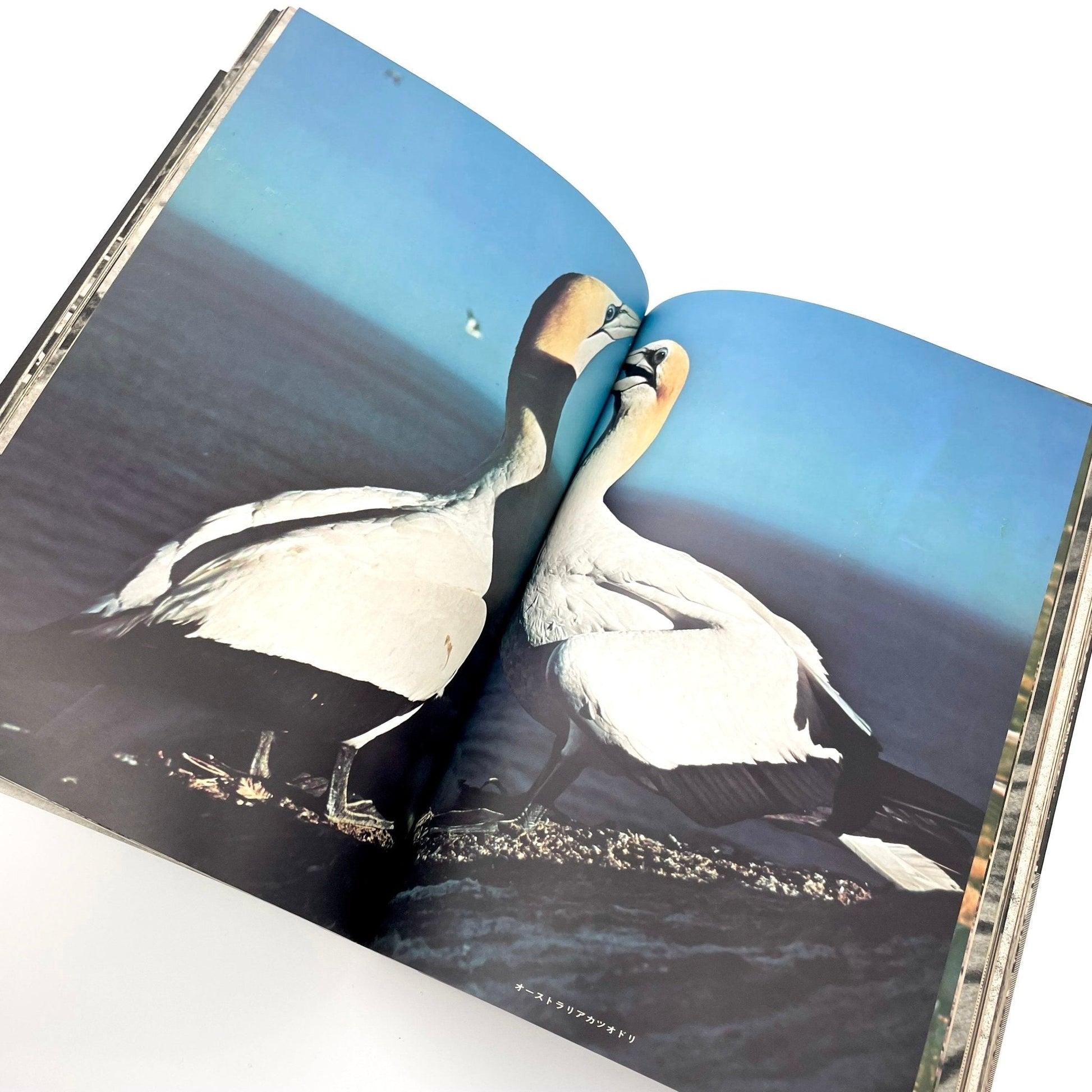 岩合徳光　交尾 - 文福