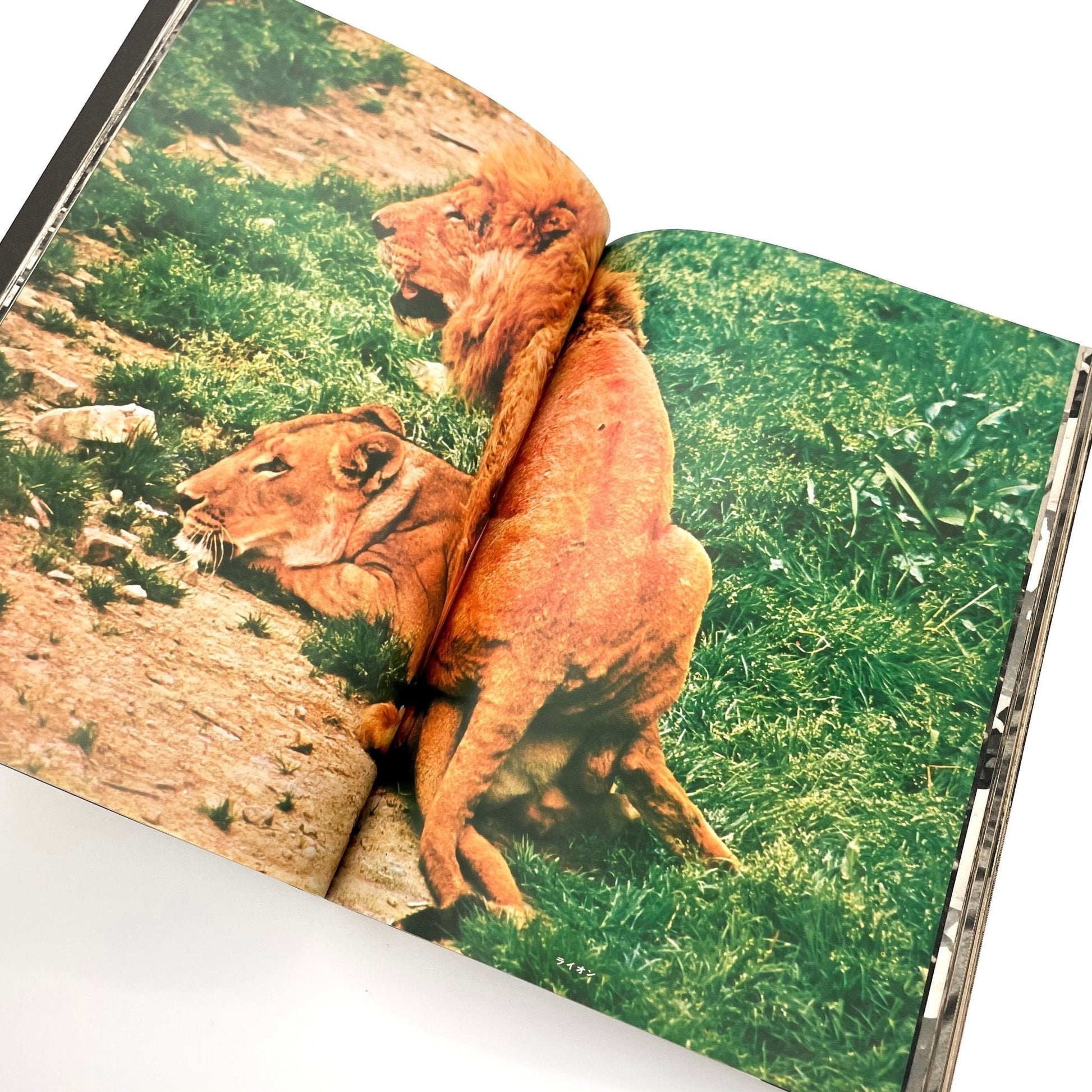 岩合徳光　交尾 - 文福