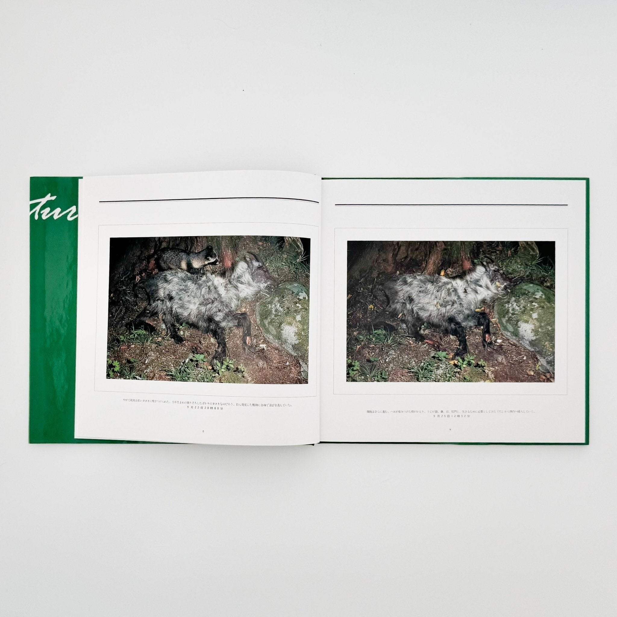 「死」 Death in Nature 宮崎学 写真集 Death in Nature 「死」 宮崎学 写真集 【公式通販】
