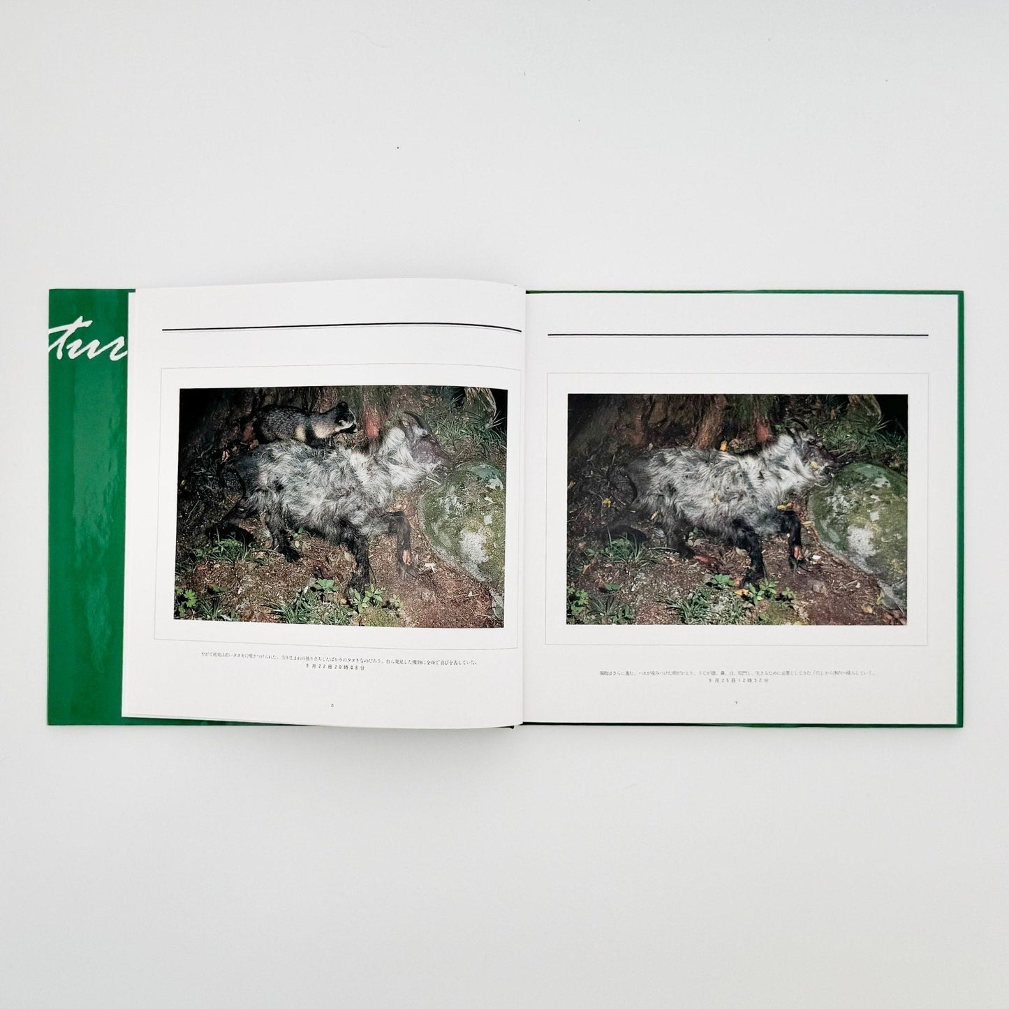 宮崎学　死　Death in Nature - 平凡社 - 文福