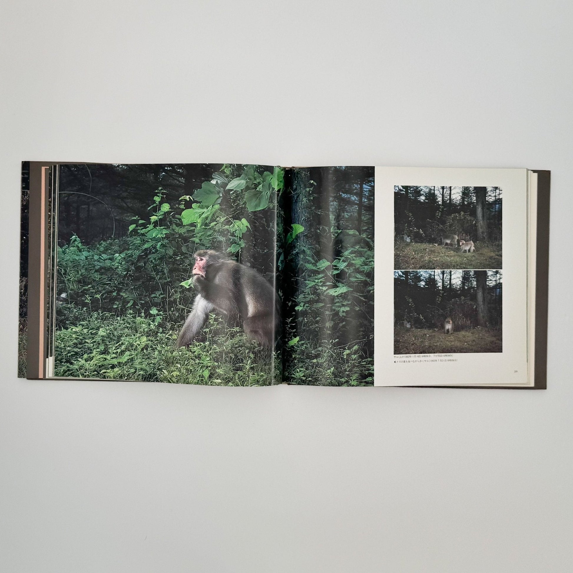 宮崎学　けもの道の四季 - 平凡社 - 文福