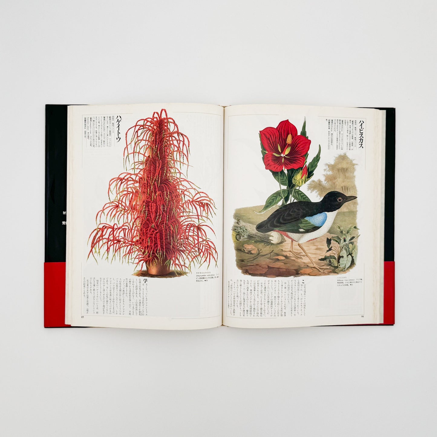 荒俣宏　花の王国１　園芸植物 平凡社