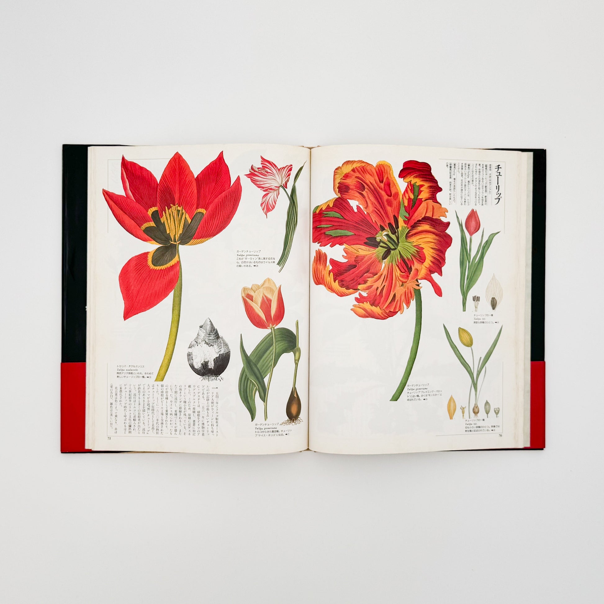 荒俣宏　花の王国１　園芸植物 平凡社