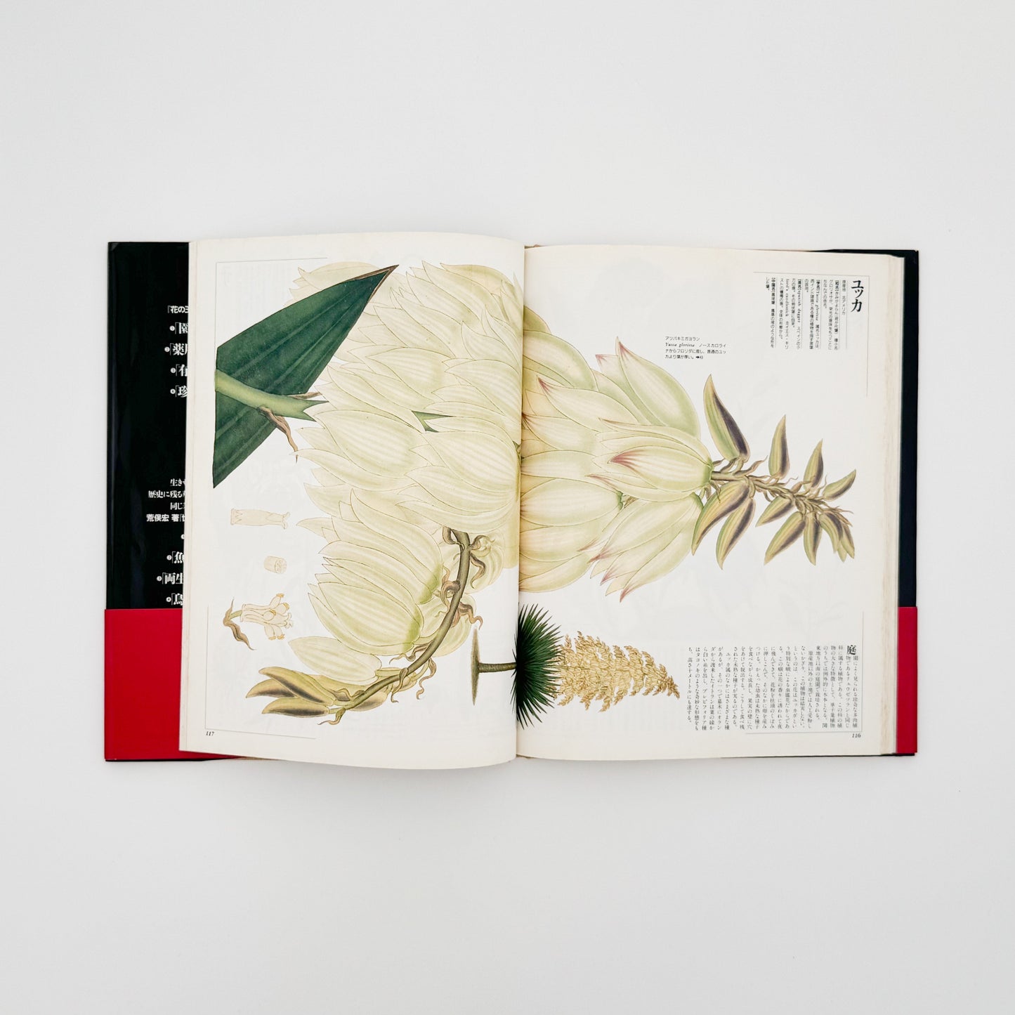 荒俣宏　花の王国１　園芸植物 平凡社