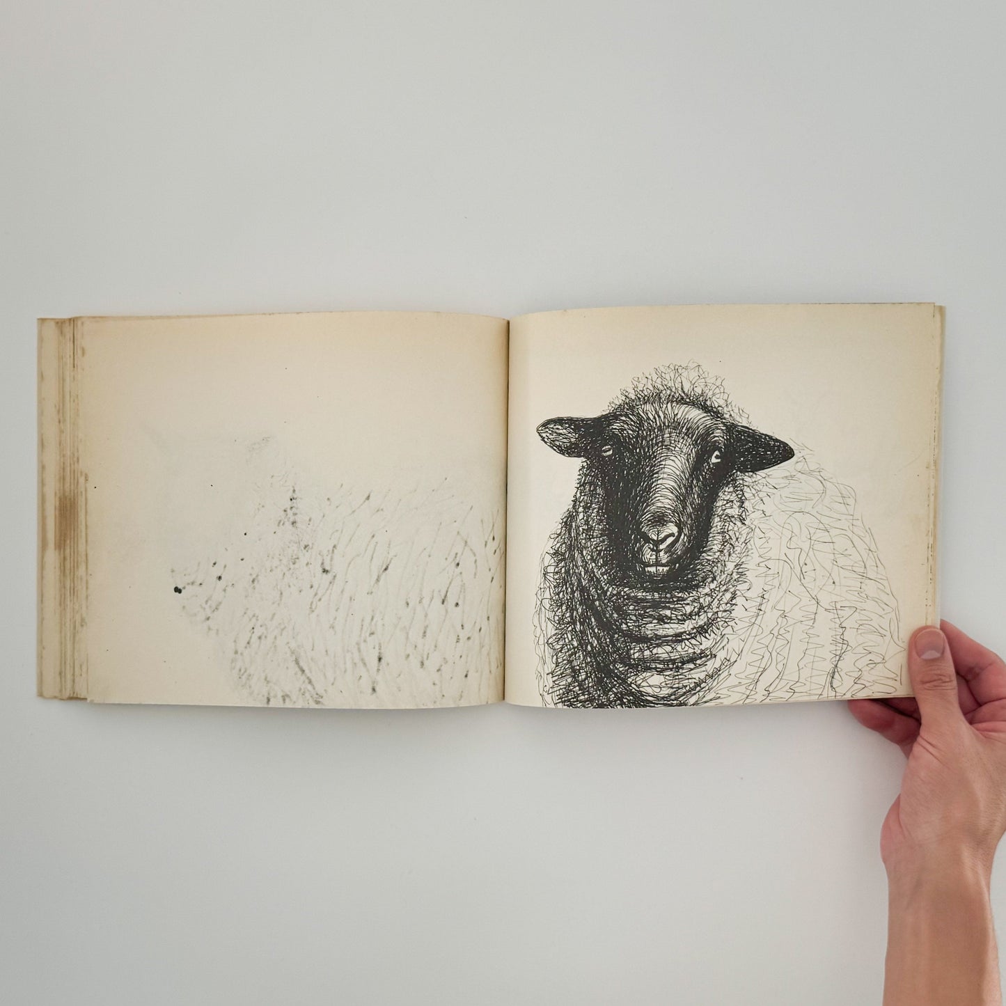 ヘンリー・ムーア　羊のスケッチブック Henry Moore's Sheep Sketchbook THAMES AND HUDSON