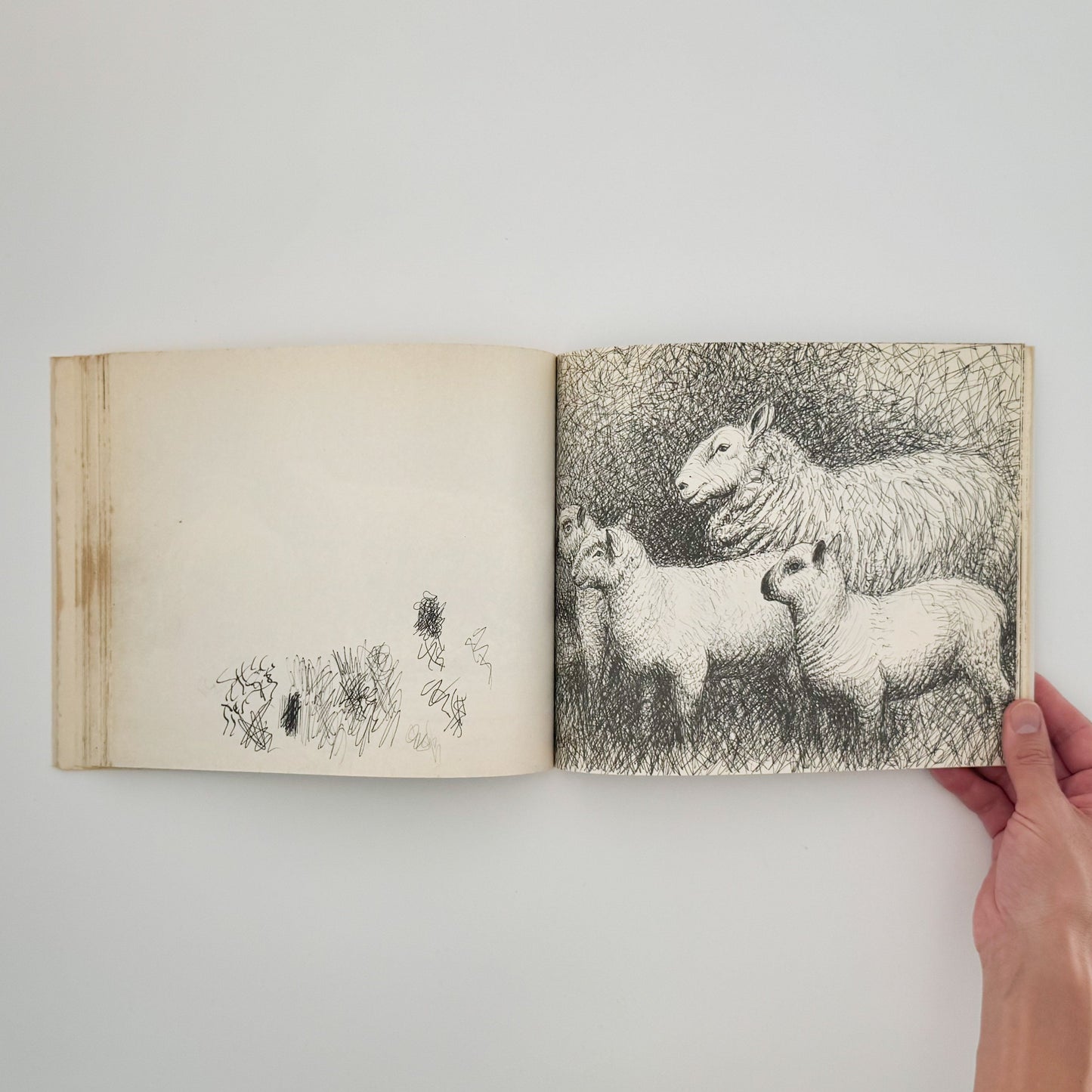 ヘンリー・ムーア　羊のスケッチブック Henry Moore's Sheep Sketchbook THAMES AND HUDSON
