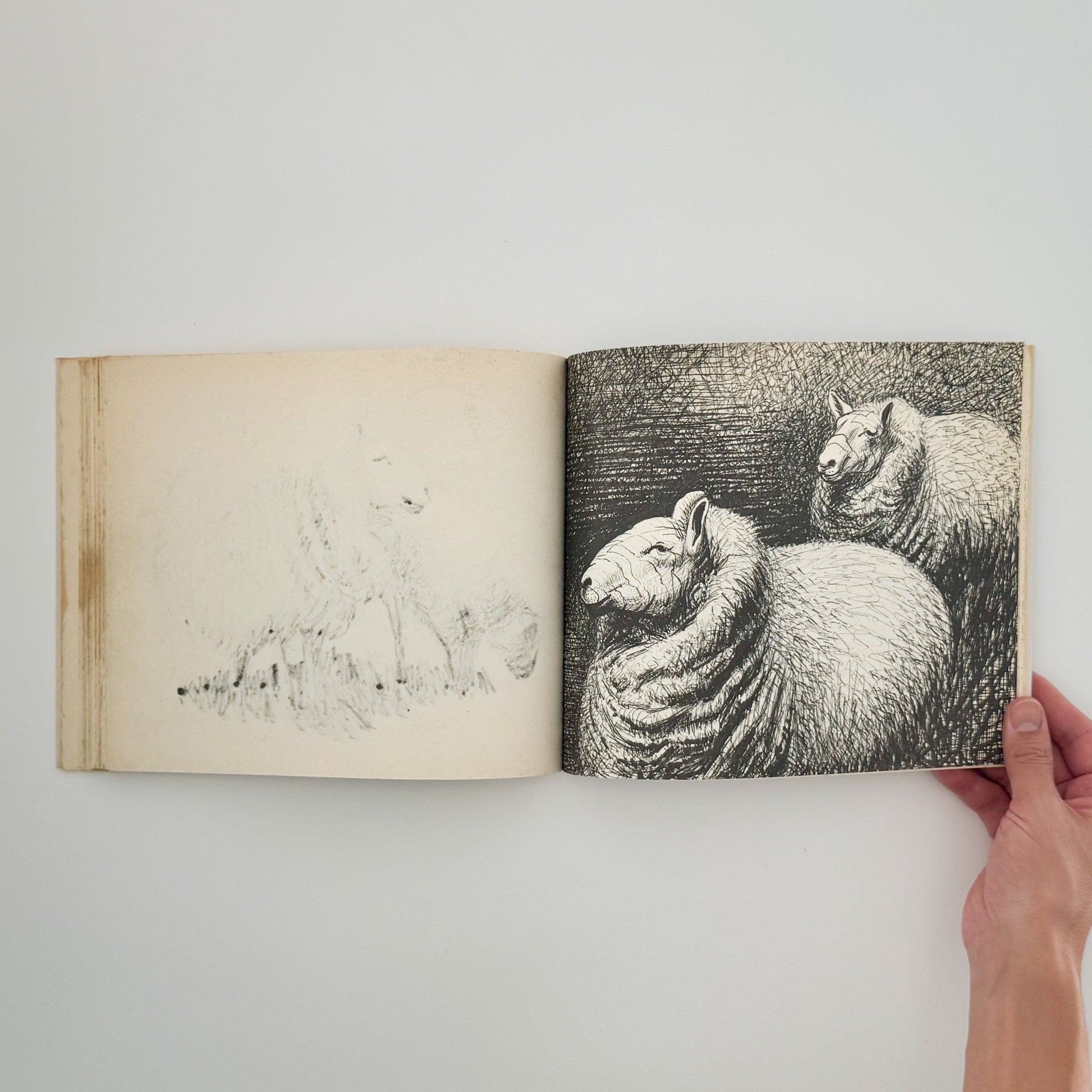 ヘンリー・ムーア　羊のスケッチブック Henry Moore's Sheep Sketchbook THAMES AND HUDSON
