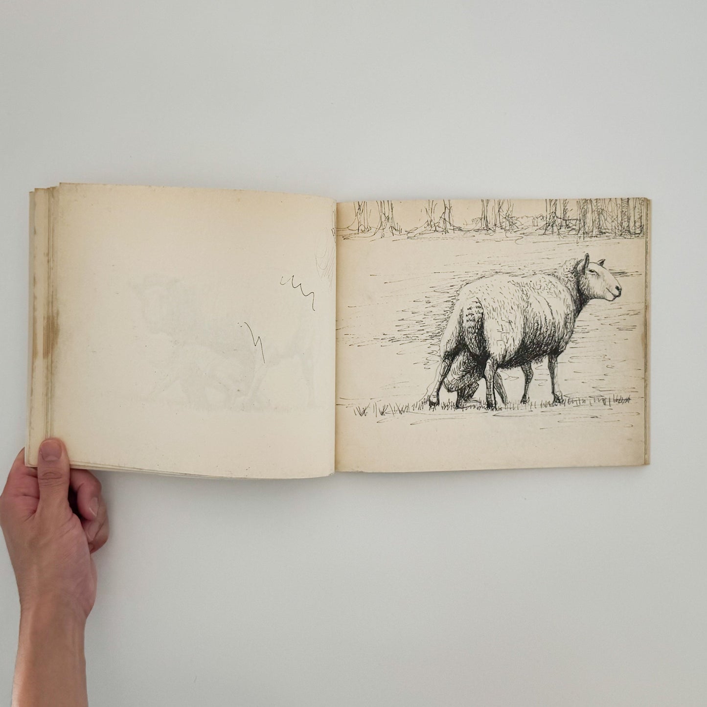 ヘンリー・ムーア　羊のスケッチブック Henry Moore's Sheep Sketchbook THAMES AND HUDSON