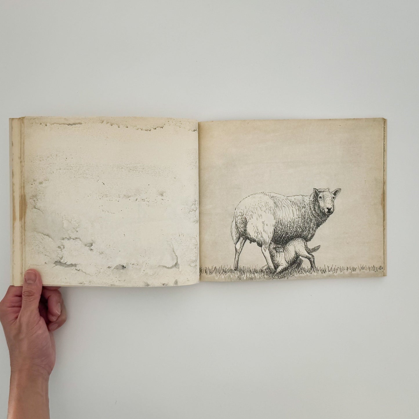 ヘンリー・ムーア　羊のスケッチブック Henry Moore's Sheep Sketchbook THAMES AND HUDSON