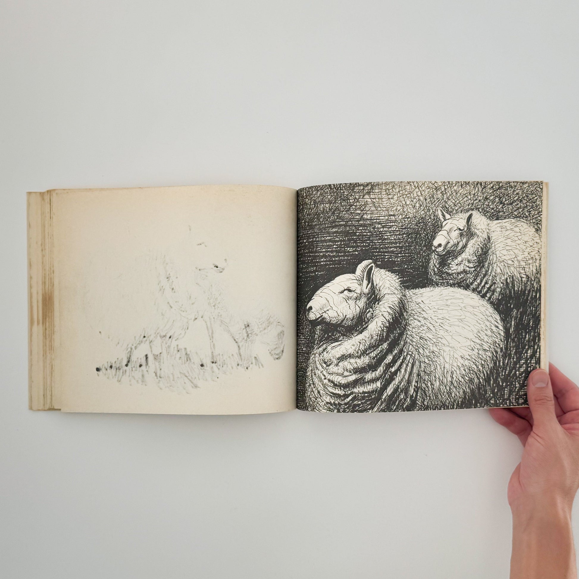 ヘンリー・ムーア　羊のスケッチブック Henry Moore's Sheep Sketchbook THAMES AND HUDSON