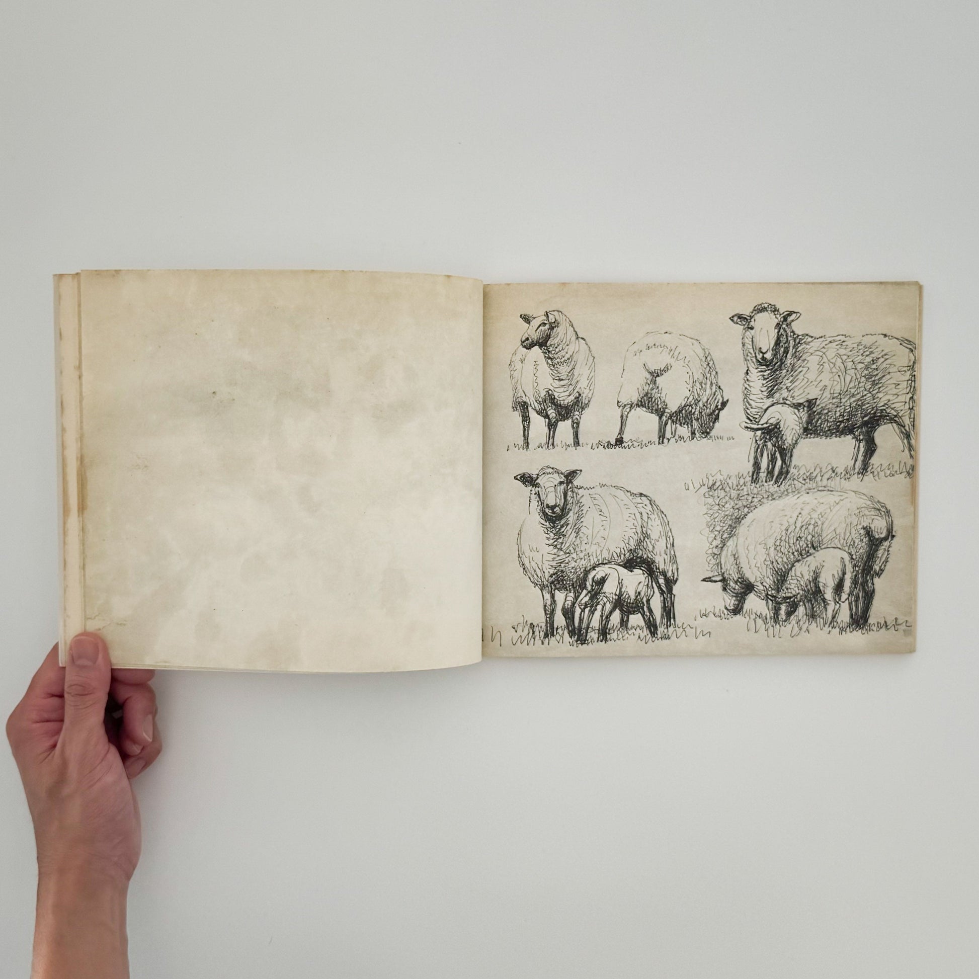 ヘンリー・ムーア　羊のスケッチブック Henry Moore's Sheep Sketchbook THAMES AND HUDSON