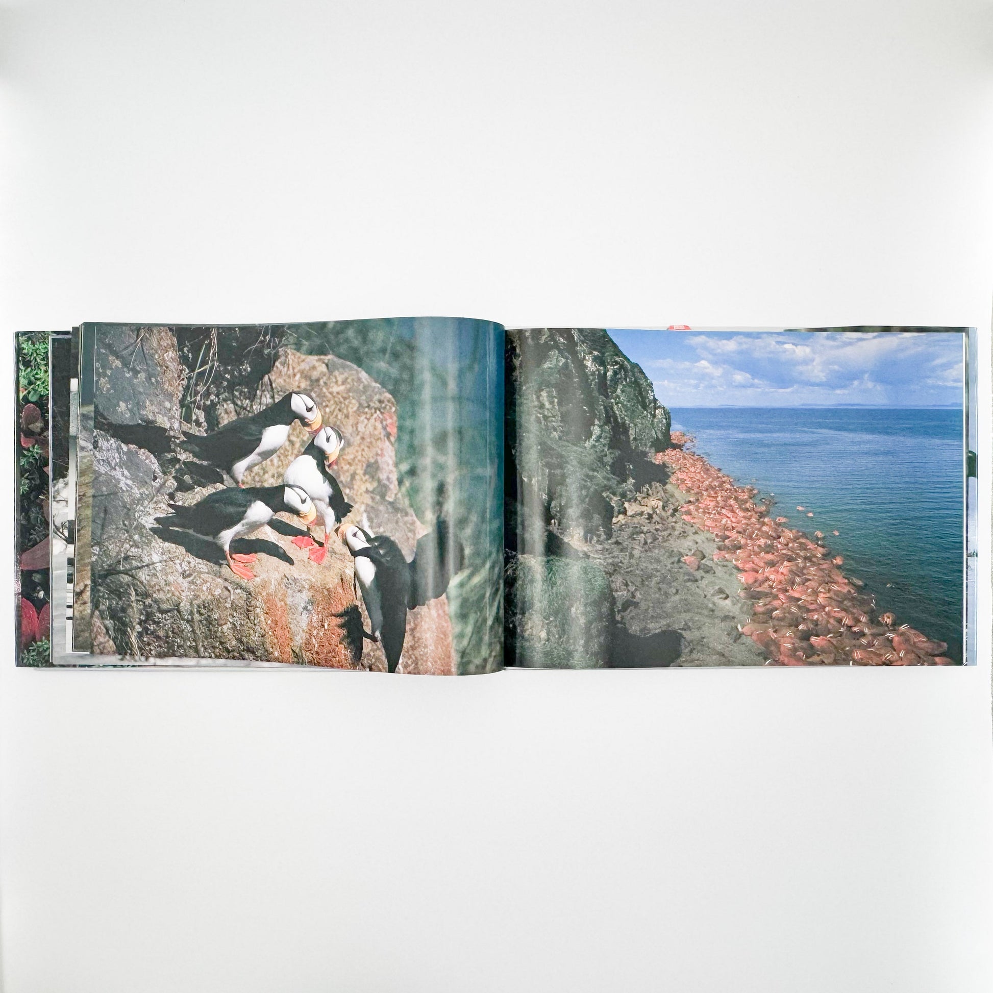 星野道夫　Alaska アラスカ　極北・生命の地図（サイン入り） 朝日新聞社