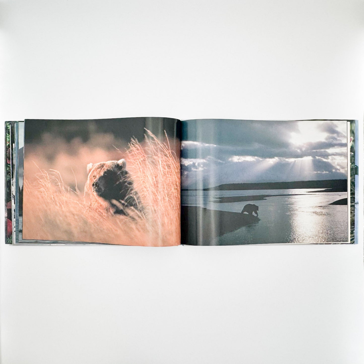 星野道夫　Alaska アラスカ　極北・生命の地図（サイン入り） 朝日新聞社