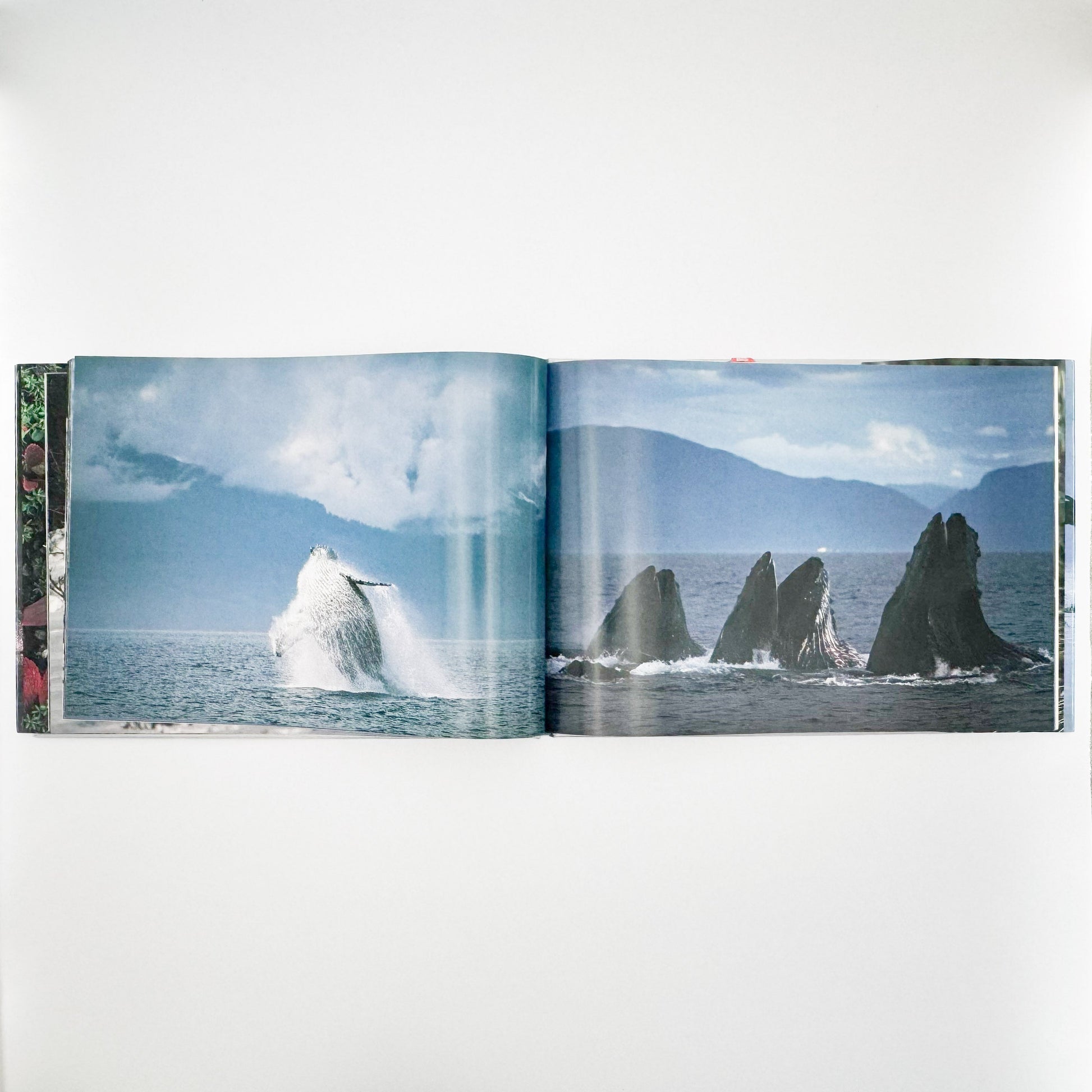 星野道夫　Alaska アラスカ　極北・生命の地図（サイン入り） 朝日新聞社