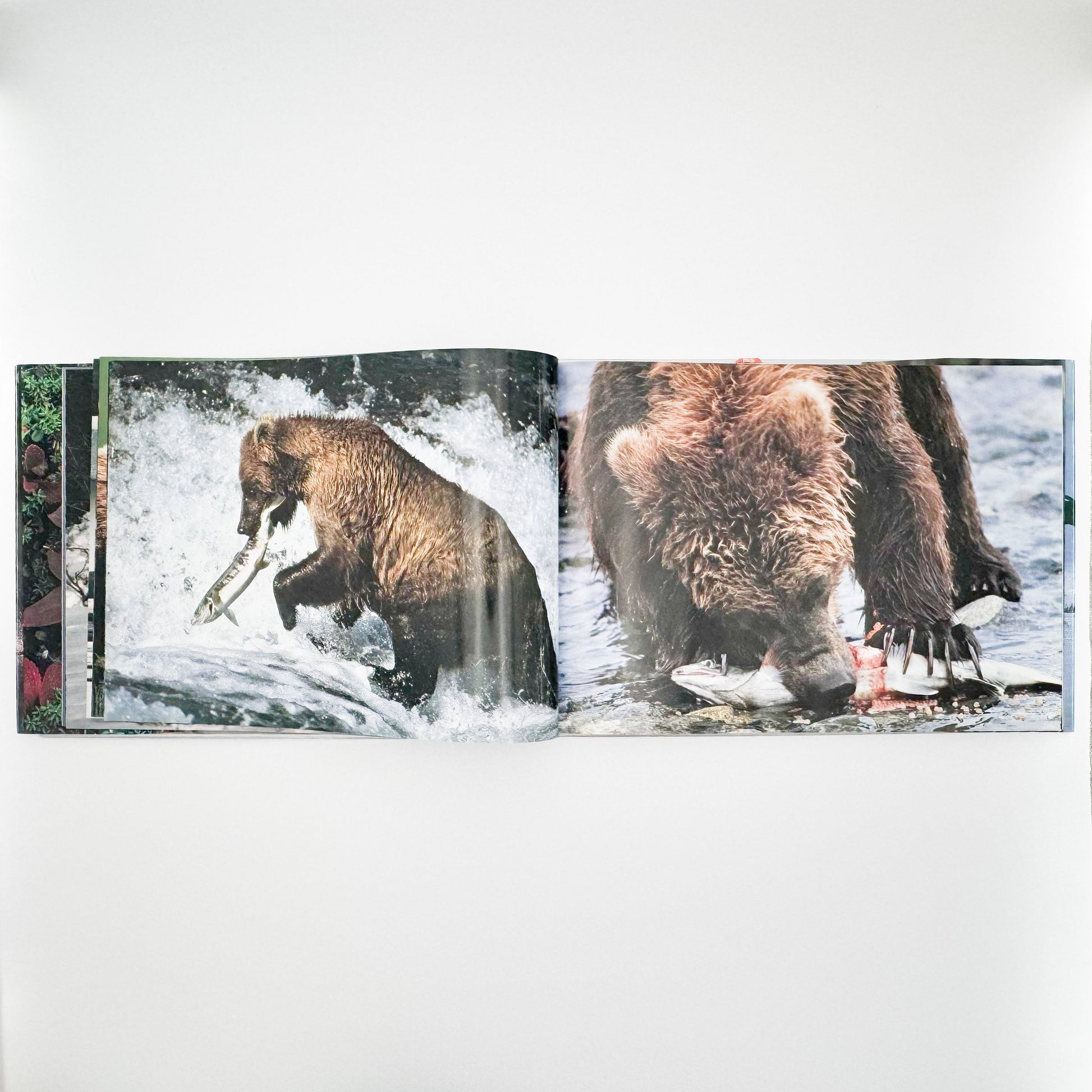 星野道夫　Alaska アラスカ　極北・生命の地図（サイン入り） 朝日新聞社