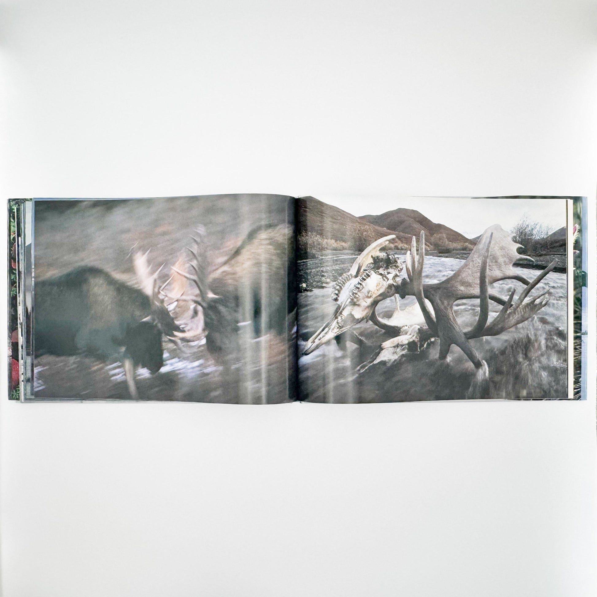 星野道夫　Alaska アラスカ　極北・生命の地図（サイン入り） 朝日新聞社